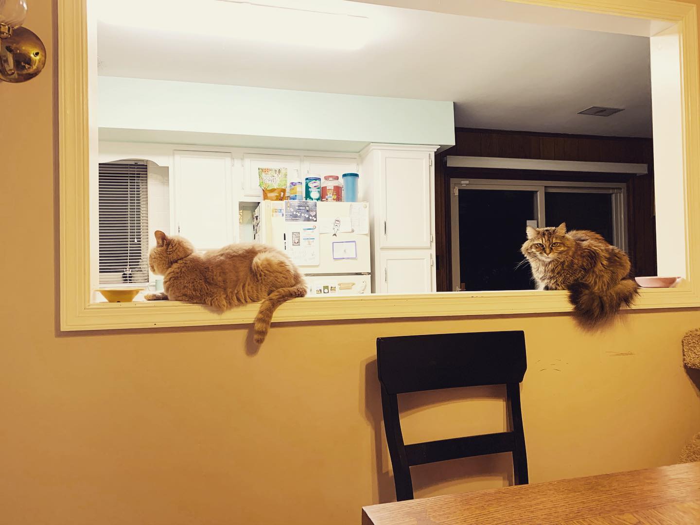 October 8, 2019: Gypsy and Rajah waiting for their dinner 🍽 ⁣ ⁣ #orangetabby #tabbycat #mainecoon (😸) #mainecooncat #orangetabbycatsofinstagram #mainecoonsofinstagram #catsofinsta...
