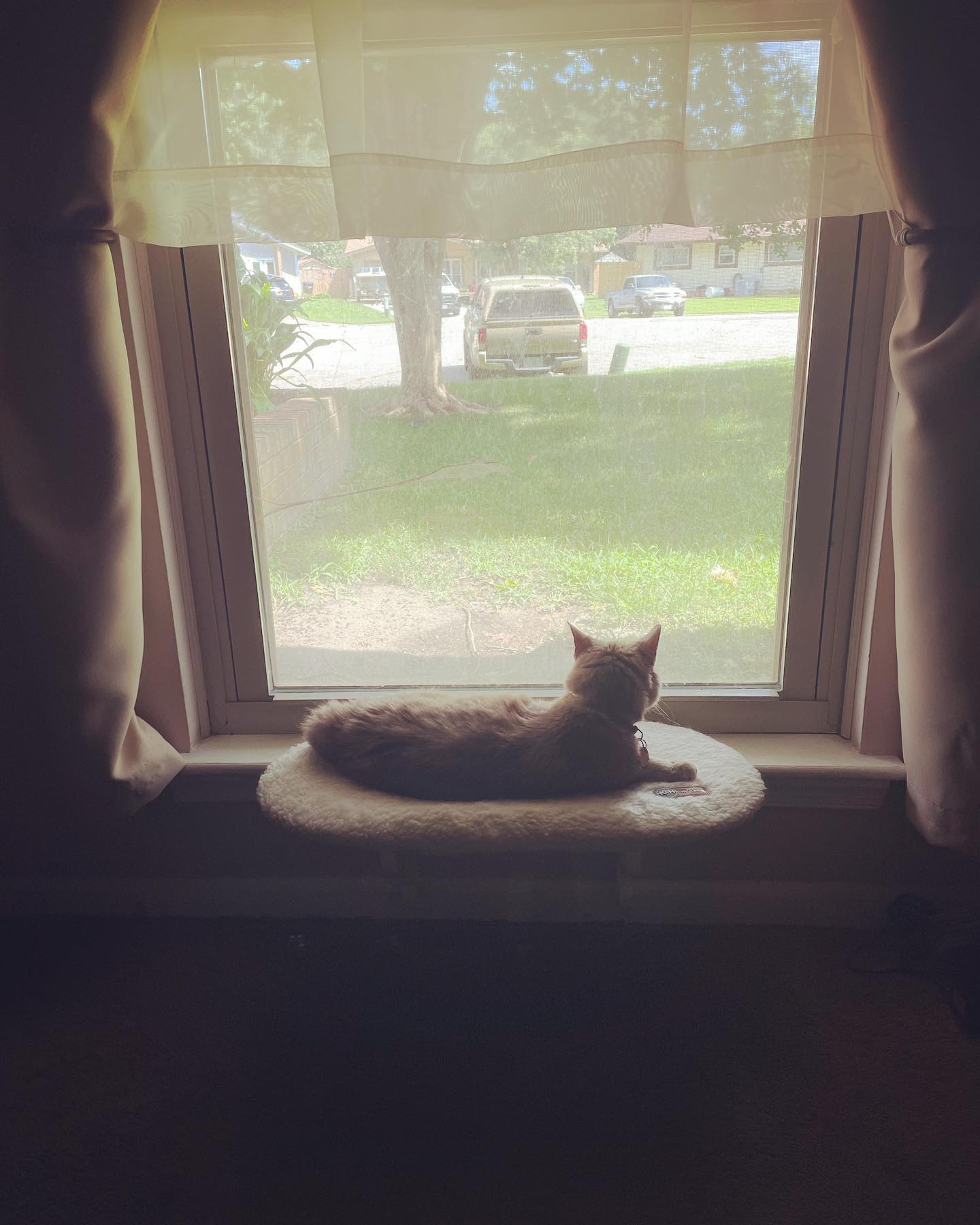 August 22, 2021: Paint me like one of your French girls 🧑🏼‍🎨 ⁣ ⁣ #orangetabby #orangetabbycat #tabby #tabbycat #tabbycatsofinstagram #catsofinstagram #catsofinsta #catsofig #catst...