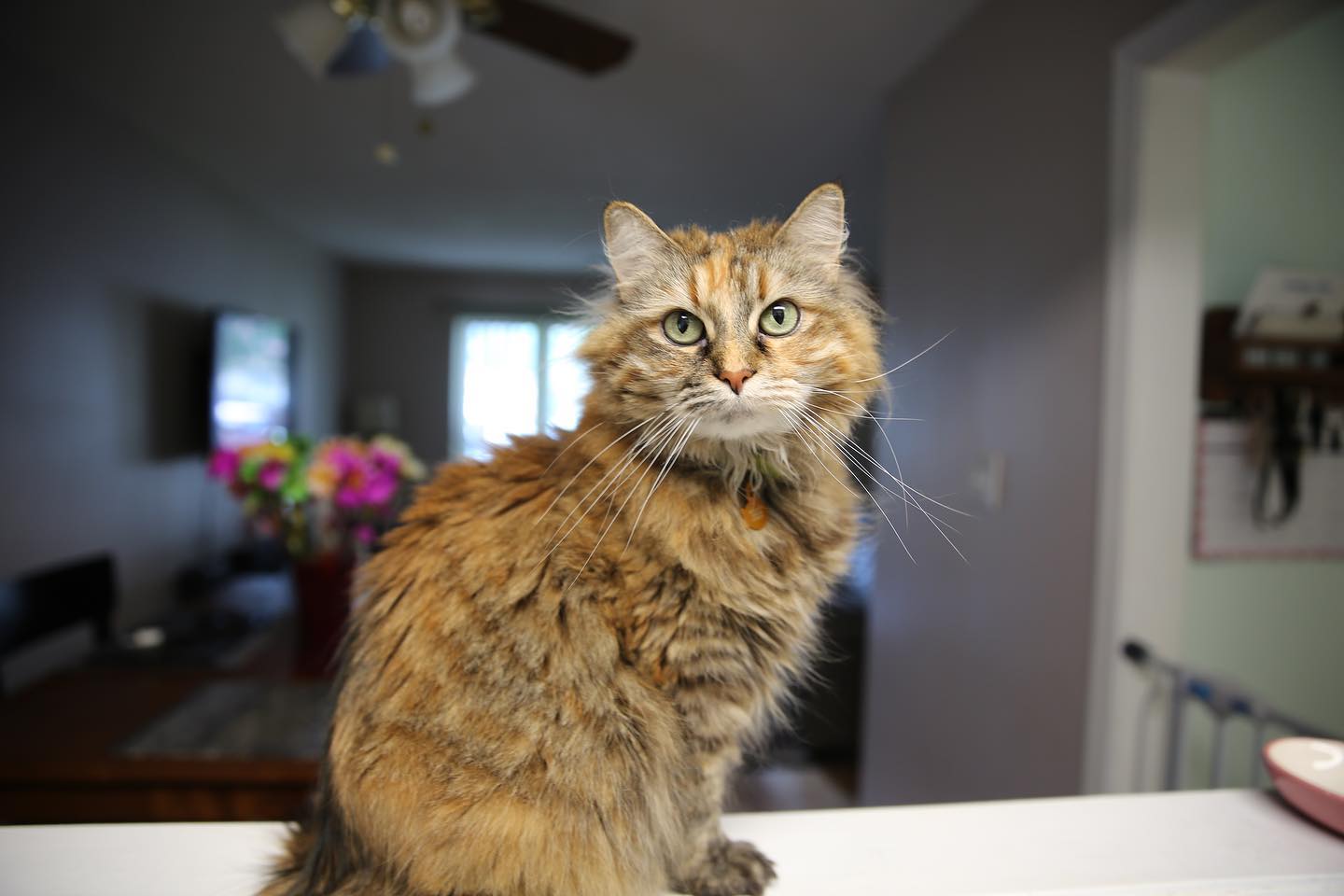 June 30, 2018: Gypsy doodle bug 🦋 ⁣ ⁣ #mainecoon (mix 😽) #mainecooncat #mainecooncatsofinstagram #catsofinstagram #catsofig #catsofinsta #catstagram #latergram