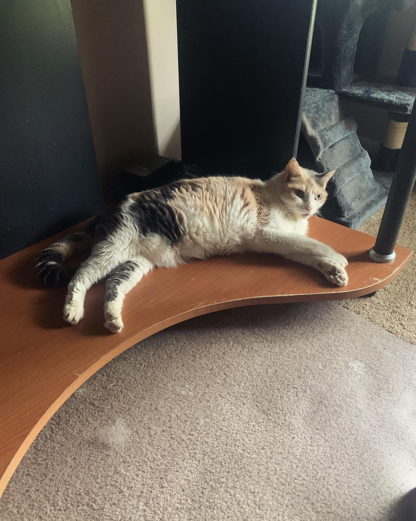 August 8, 2021: Raspberry has found herself a new spot in the office 📝⁣ ⁣⁣⁣⁣ #calico #calicocat #dilutedcalico #dilutecalico #calicocatsofinstagram #dilutecalicocatsofinstagram #c...