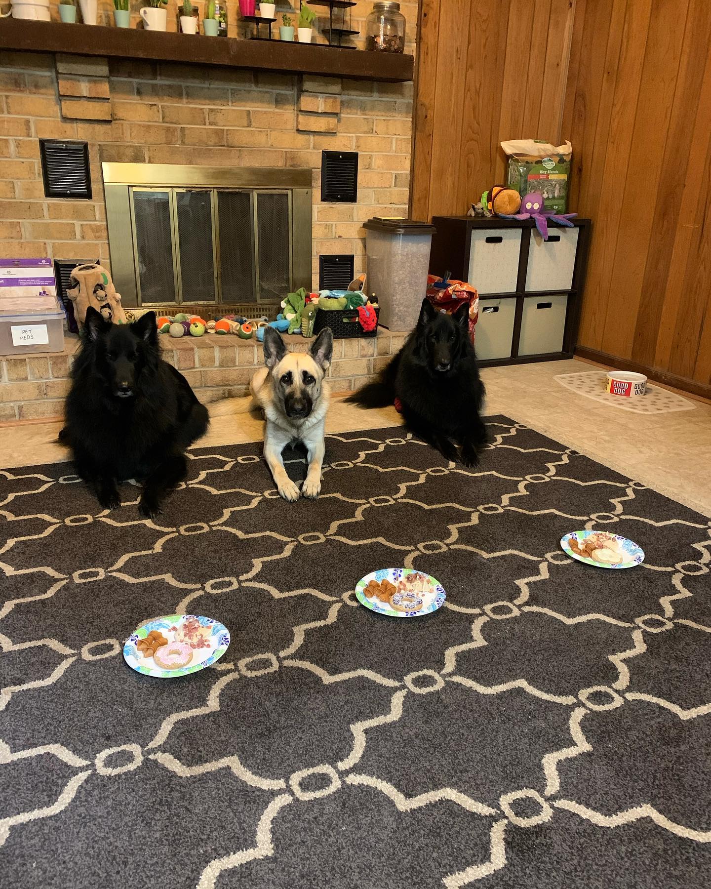 October 20, 2019: Loki’s 2nd birthday 🎂 ⁣ ⁣ #germanshepherd #gsd #belgianshepherd #groenendael #gsdoftheworld #belgianshepherdgroenendael #dogsofinstagram #dogsofinsta #dogsofig #...