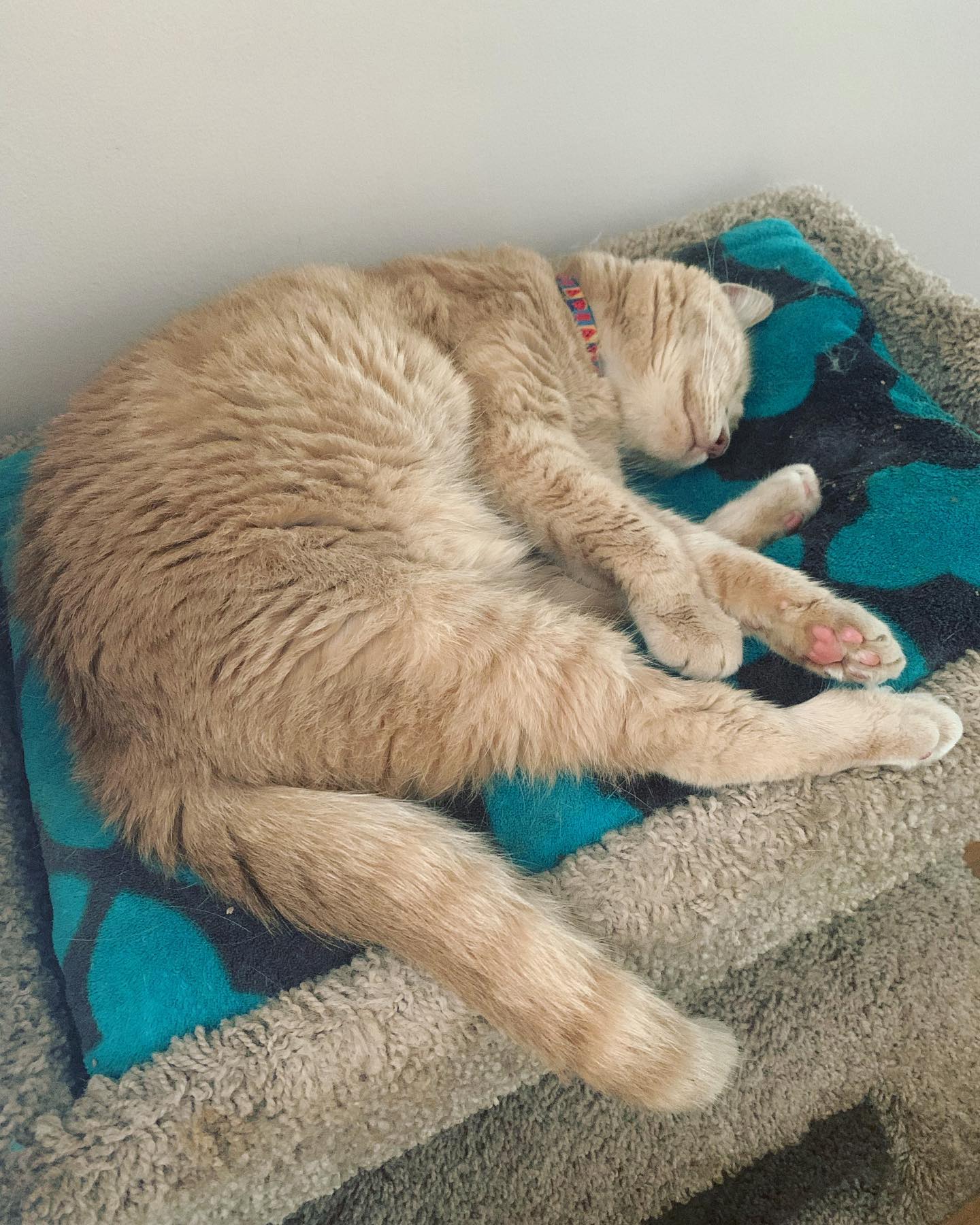 August 8, 2021: 👑 Princess Rajah ⁣ ⁣ #orangetabby #orangetabbycat #tabbycat #orangecat #tabbycatsofinstagram #orangetabbycatsofinstagram #catsofinstagram #catsofinsta #catsofig #c...