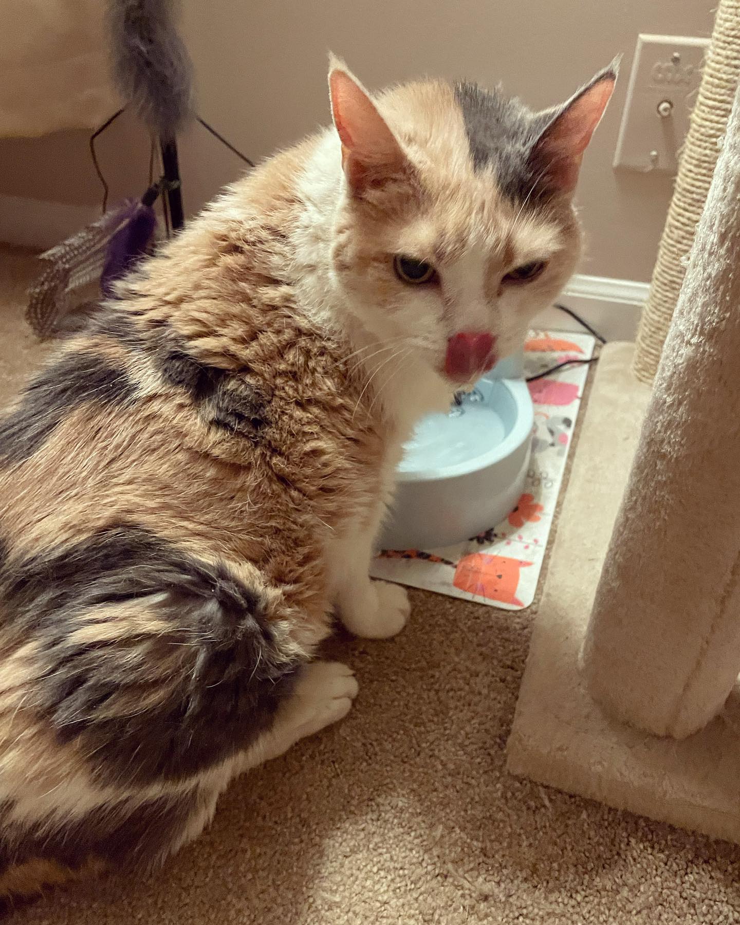August 22, 2021: Raspberry calls dibs on the freshly washed water fountain ⛲️ ⁣ ⁣⁣ #calico #calicocat #dilutedcalico #dilutecalico #dilutecalicocatsofinstagram #catsofinstagram #c...