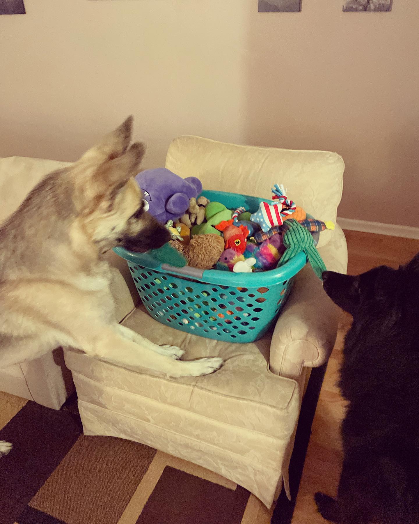 August 20, 2021: What better way to start the weekend than with all of our toys freshly washed? 🧸 ⁣ ⁣ #germanshepherd #gsd #belgianshepherd #groenendael #gsdoftheworld #belgianshe...