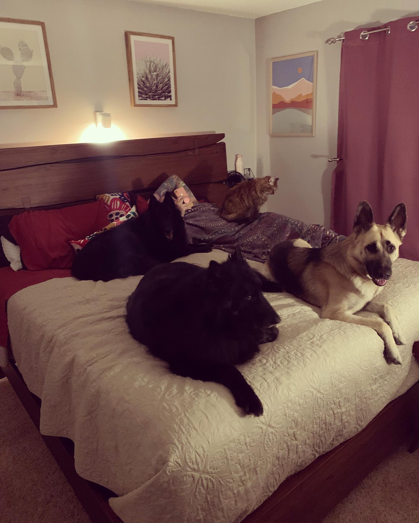 August 12, 2021: Oh hey Mom, whatcha doing on OUR bed? 😹⁣ ⁣⁣⁣ #germanshepherd #gsd #belgianshepherd #groenendael #mainecoon (mix 😽) #mainecooncat #shepherdsofinstagram #dogsofinst...