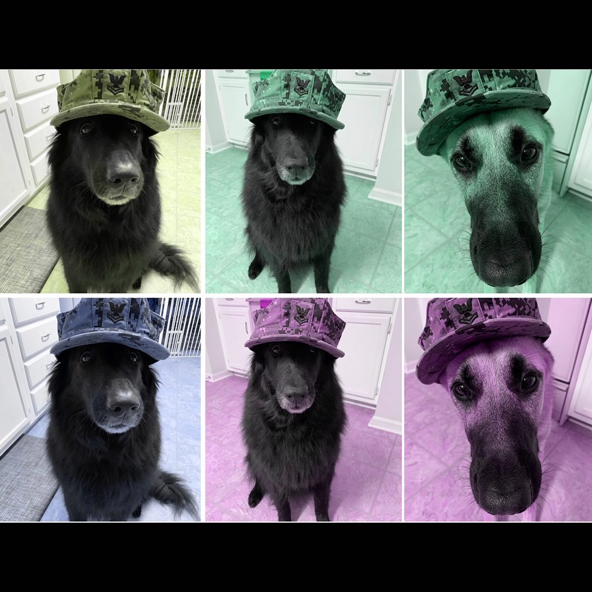 October 10, 2019: ⚓️ 🇺🇸 ⚓️ 🇺🇸 ⚓️⁣ ⁣ #germanshepherd #gsd #belgianshepherd #groenendael #gsdoftheworld #belgianshepherdgroenendael #dogsofinstagram #dogsofinsta #dogsofig #dogstagr...