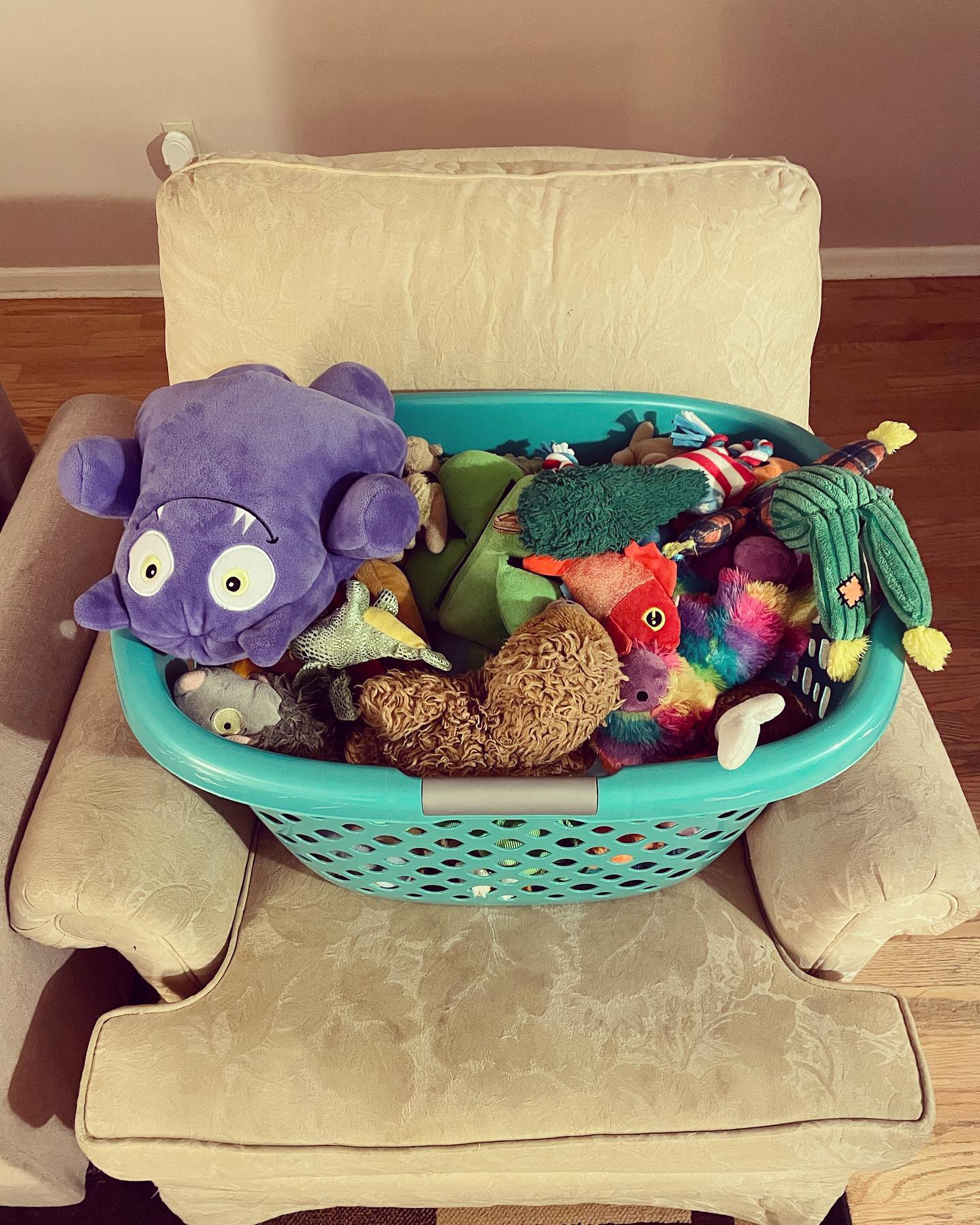 August 20, 2021: What better way to start the weekend than with all of our toys freshly washed? 🧸 ⁣ ⁣ #germanshepherd #gsd #belgianshepherd #groenendael #gsdoftheworld #belgianshe...