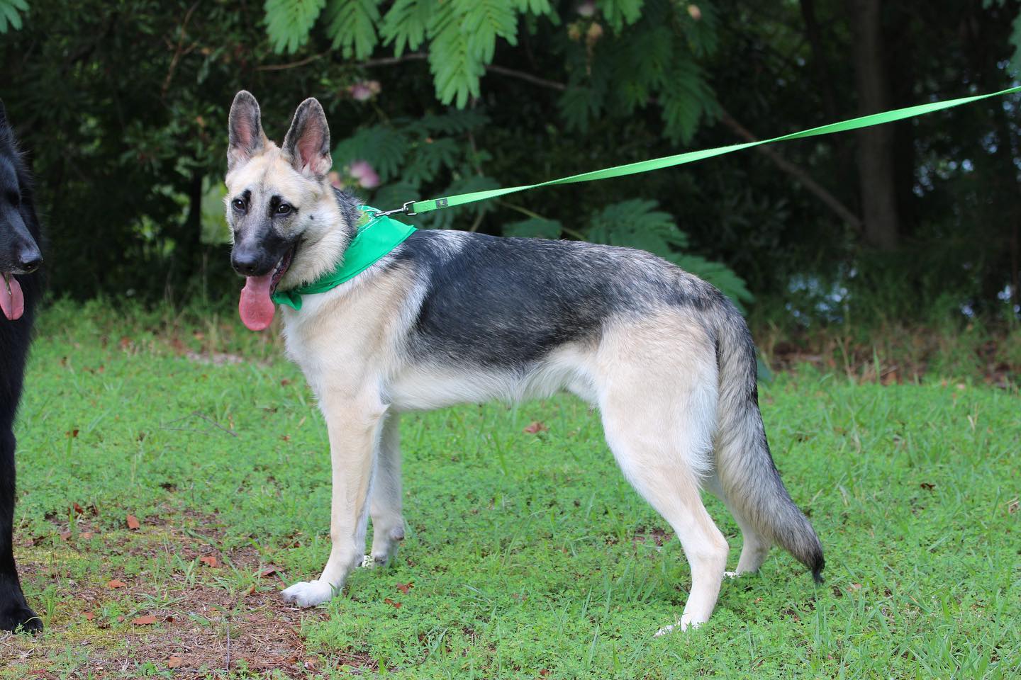June 30, 2018: Loki dokie 💚 ⁣ ⁣ #germanshepherd #gsd #gsdoftheworld #gsdlife #gsdofinstagram #germanshepherdsofinstagram #germanshepherdofinsta #germanshepherdofig #dogsofinstagra...