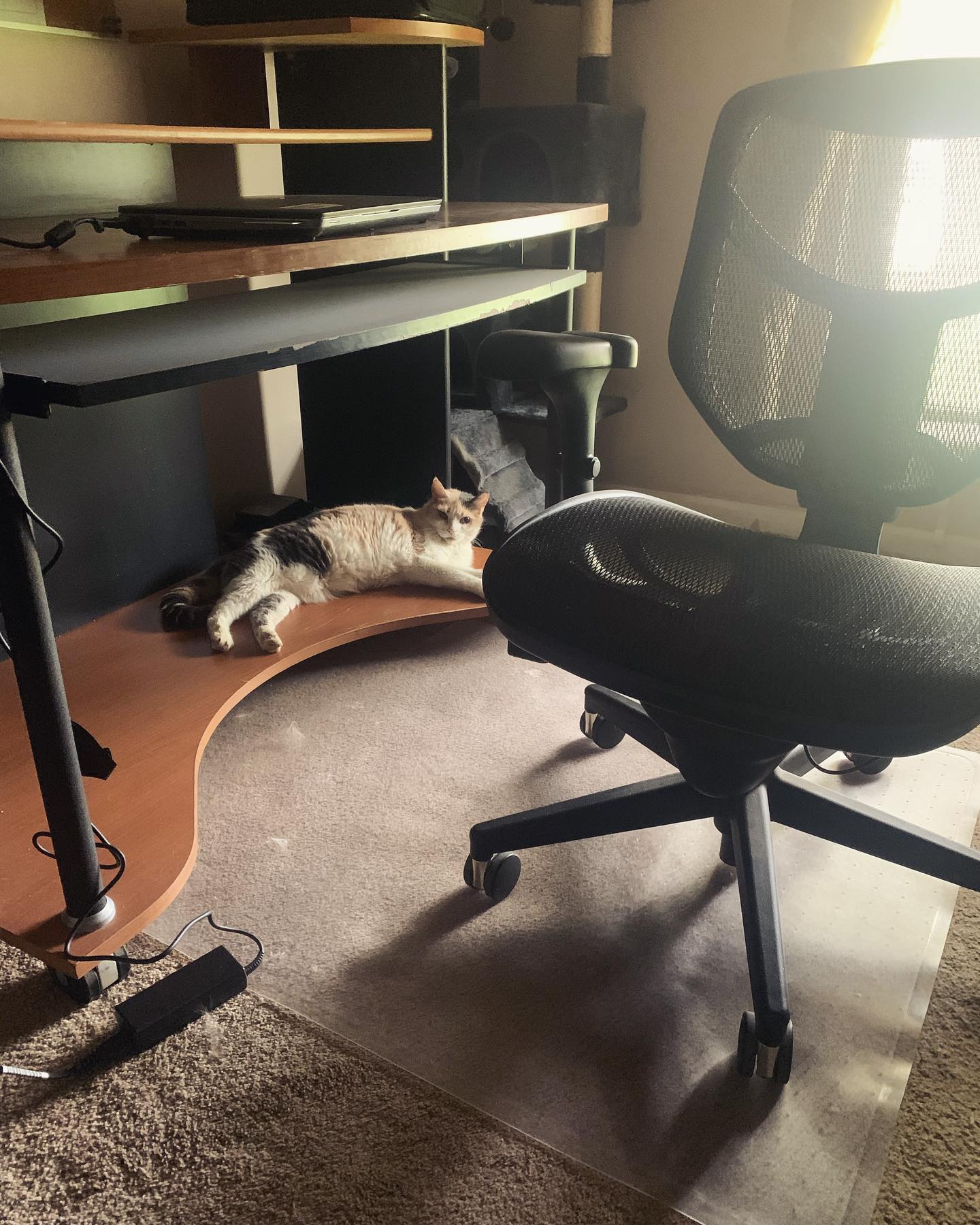 August 8, 2021: Raspberry has found herself a new spot in the office 📝⁣ ⁣⁣⁣⁣ #calico #calicocat #dilutedcalico #dilutecalico #calicocatsofinstagram #dilutecalicocatsofinstagram #c...