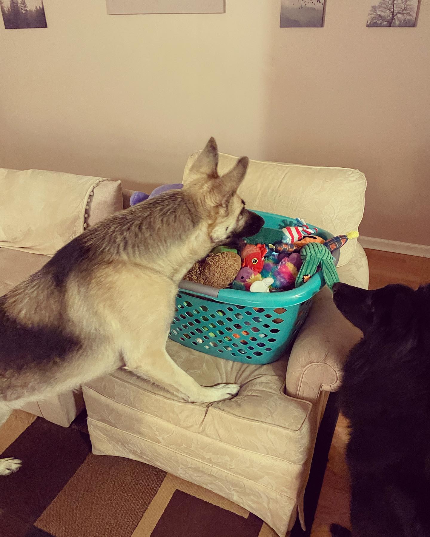 August 20, 2021: What better way to start the weekend than with all of our toys freshly washed? 🧸 ⁣ ⁣ #germanshepherd #gsd #belgianshepherd #groenendael #gsdoftheworld #belgianshe...