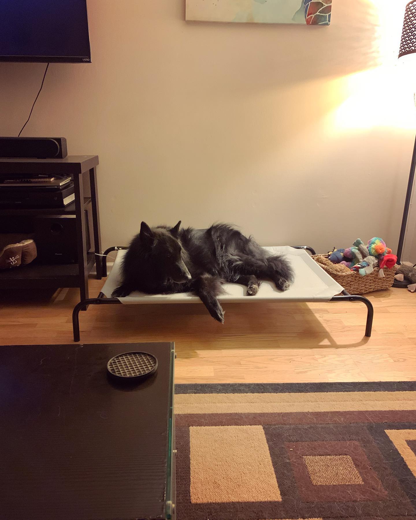 August 12, 2021: Remus’ first time chillin on the new elevated bed ⁣ ⁣⁣ #groenendael #belgianshepherd #belgianshepherdgroenendael #groenendaelsofinstagram #belgianshepherdsofinsta...