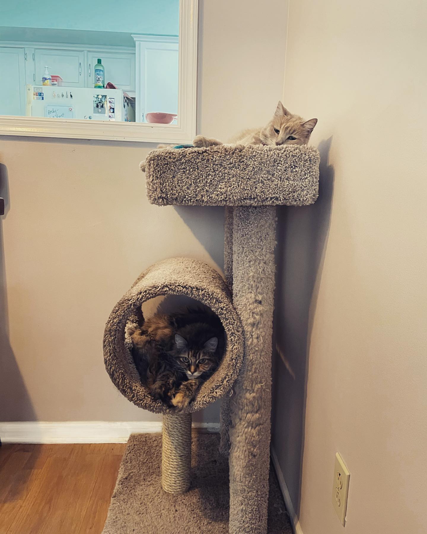 August 22, 2021: Double decker cats ⁣ ⁣⁣ #mainecoon (mix 😼) #mainecooncat #orangetabby #orangetabbycat #tabbycat #catsofinstagram #catsofinsta #catsofig #catstagram #cattower
