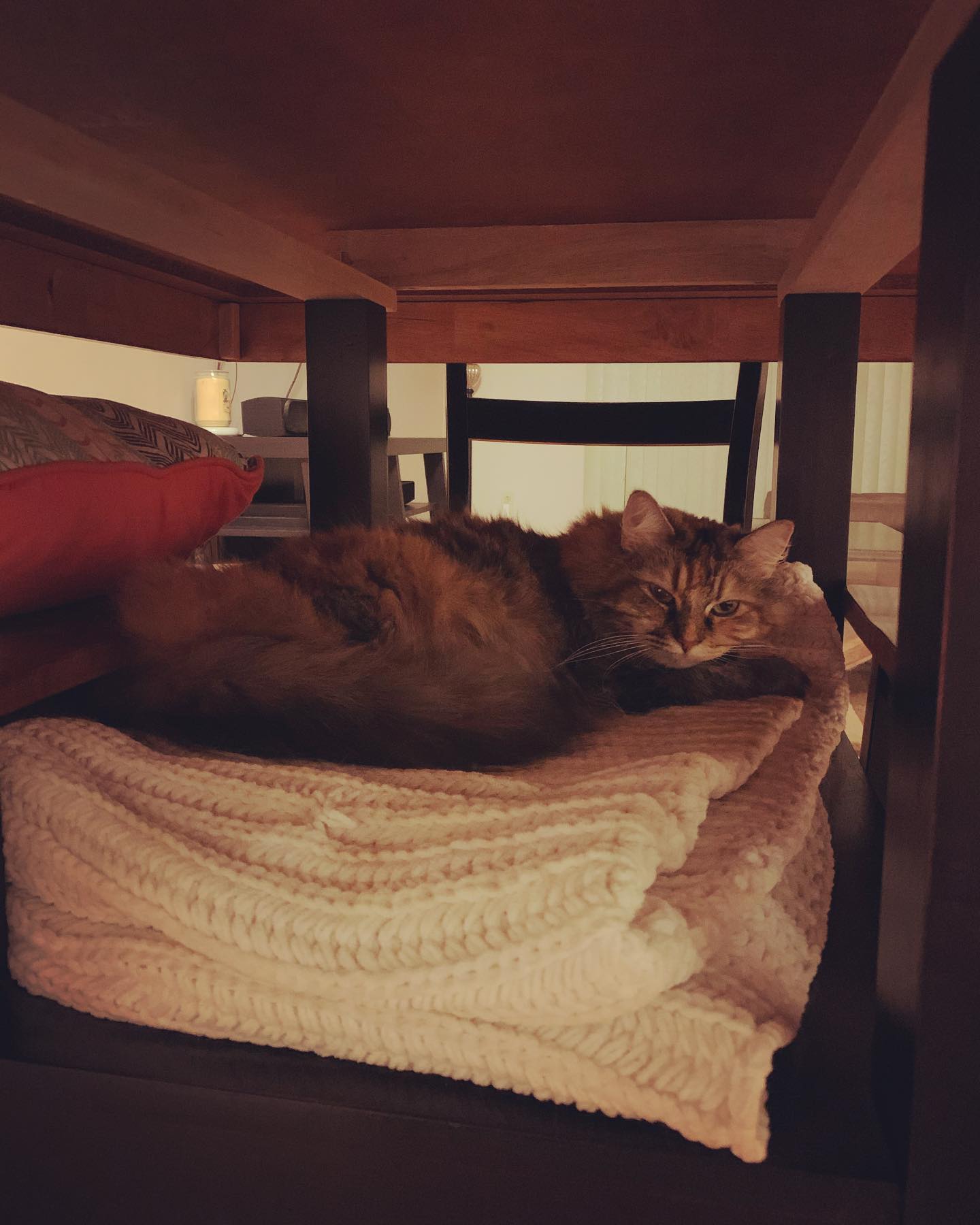 October 14, 2019: snoozy baby ⁣ ⁣ #mainecoon (mix 😺) #mainecooncat #mainecoonsofinstagram #mainecooncatsofinstagram #catsofinstagram #catsofinsta #catsofig #catstagram