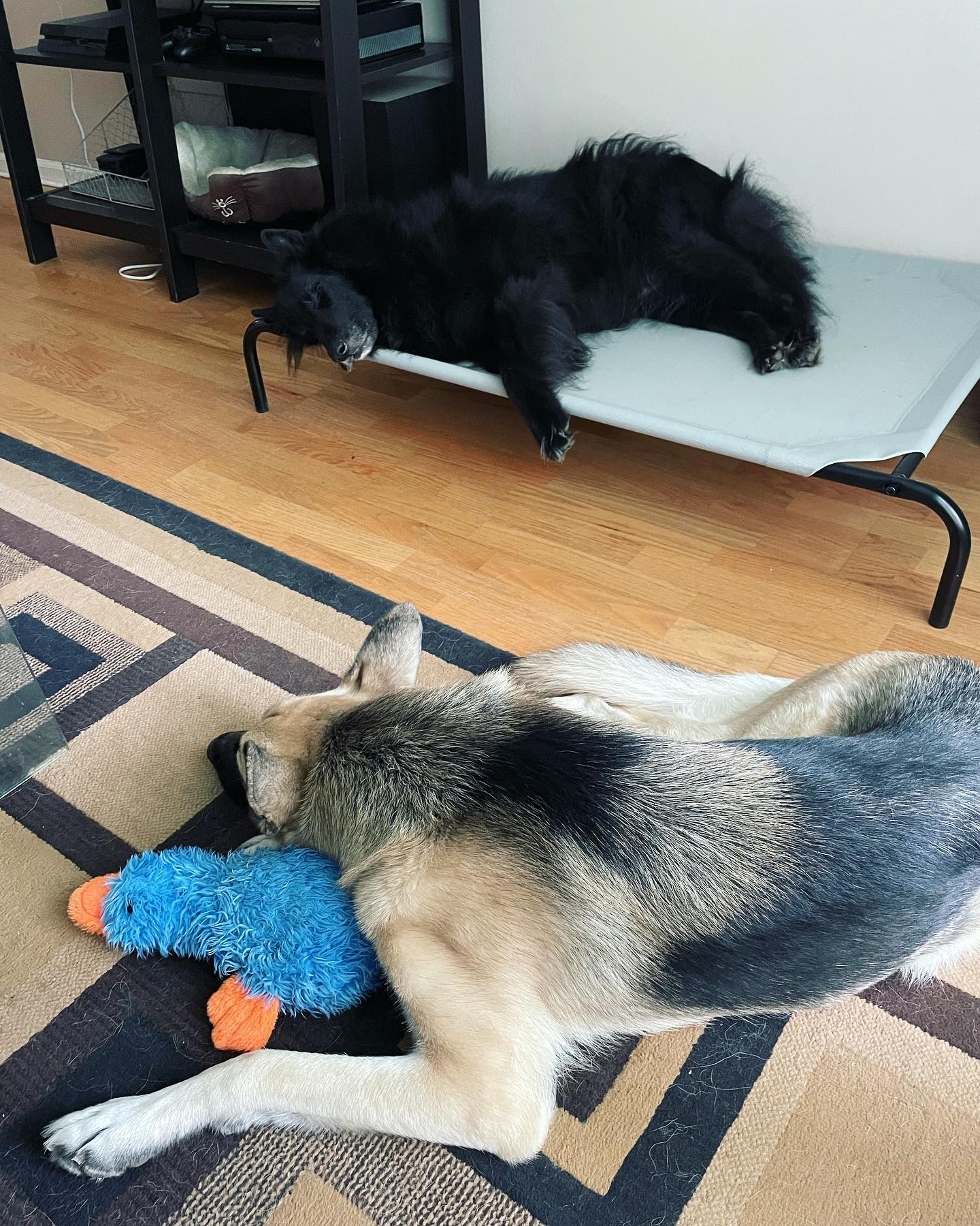 August 22, 2021: 💤💤💤 ⁣ ⁣ #germanshepherd #gsd #gsdoftheworld #belgianshepherd #groenendael #belgianshepherdgroenendael #dogsofinstagram #dogsofinsta #dogsofig #dogstagram #doghair...
