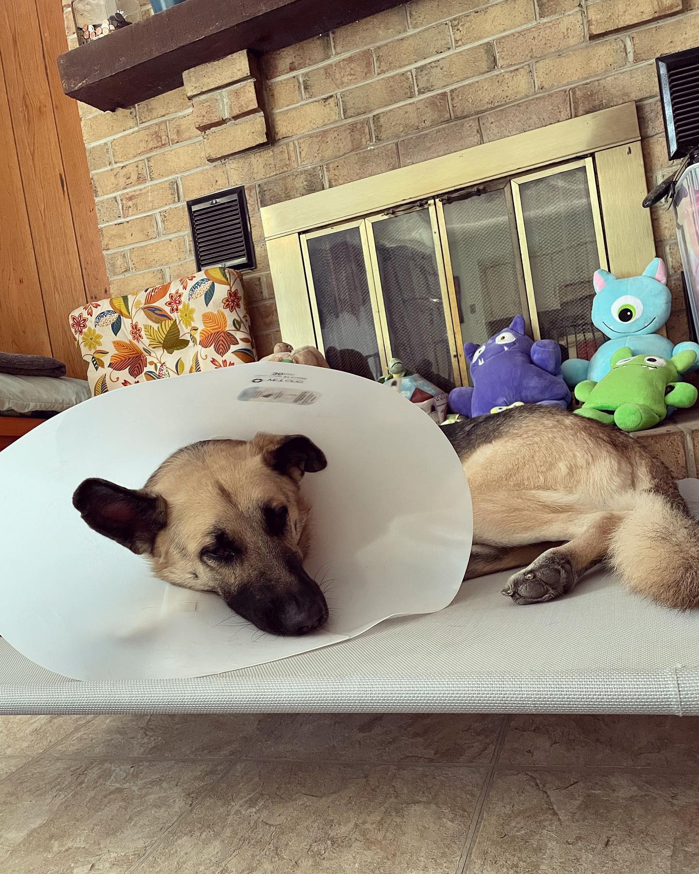 Sep 28, 2021: Lil Loki got the snip ✂️⁣ Wish I could take all of the pain he’s feeling away ☹️ My poor little baby….. ⁣ ⁣ #germanshepherd #gsd #gsdnation #gsdofinstagram #germansh...
