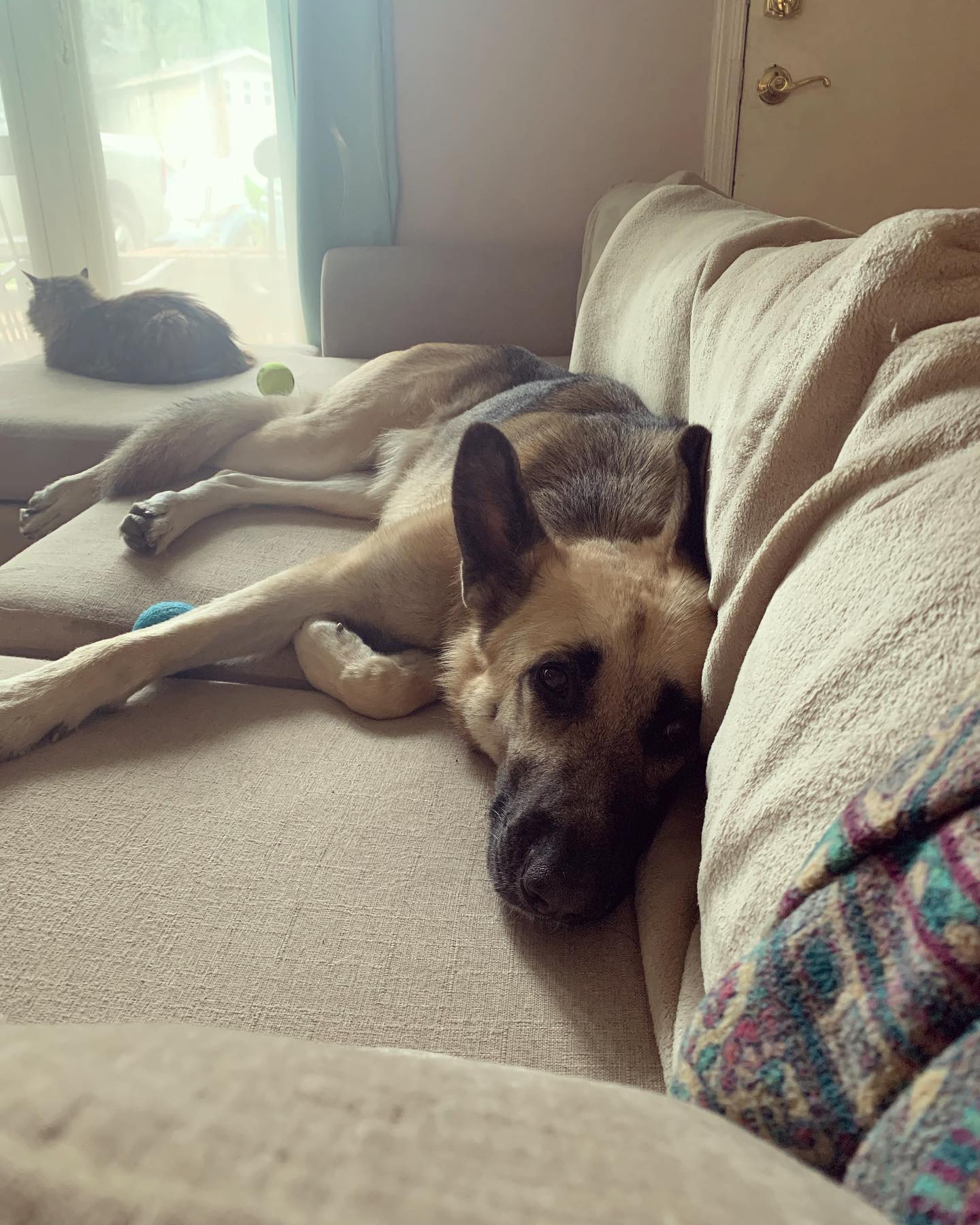 Aug 1, 2021: Loki being Mom’s best bud while she was sick at home from work 🤒⁣ ⁣ #germanshepherd #gsd #gsdofinstagram #gsdofig #gsdoftheworld #dogsofinstagram #dogsofinsta #dogsof...