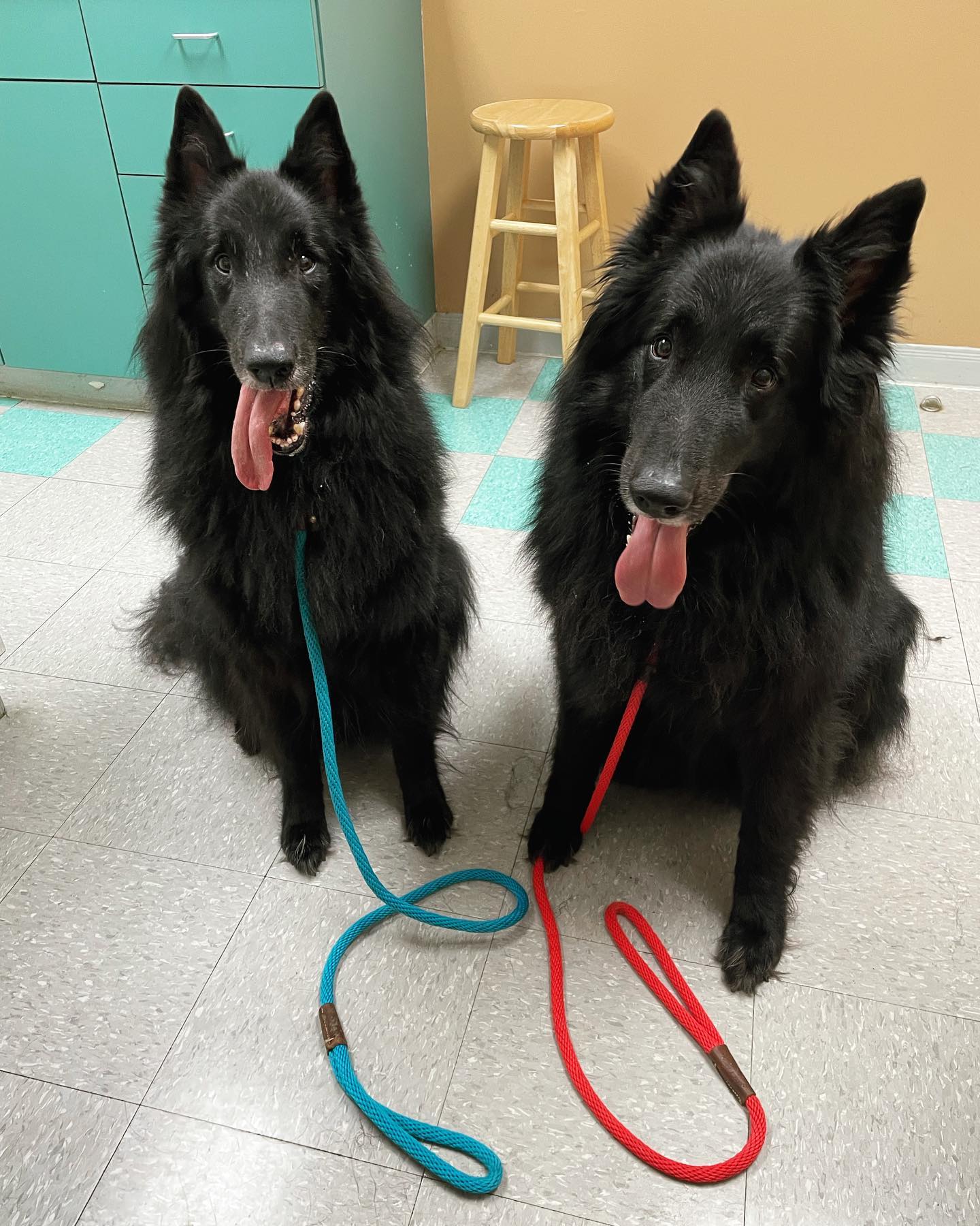 Sep 24, 2021: 🩺 🐺 💉 ⁣ ⁣ #groenendael #belgianshepherd #belgianshepherdgroenendael #groenendaelsofinstagram #belgianshepherdsofinstagram #dogsofinstagram #dogsofinsta #dogsofig #do...