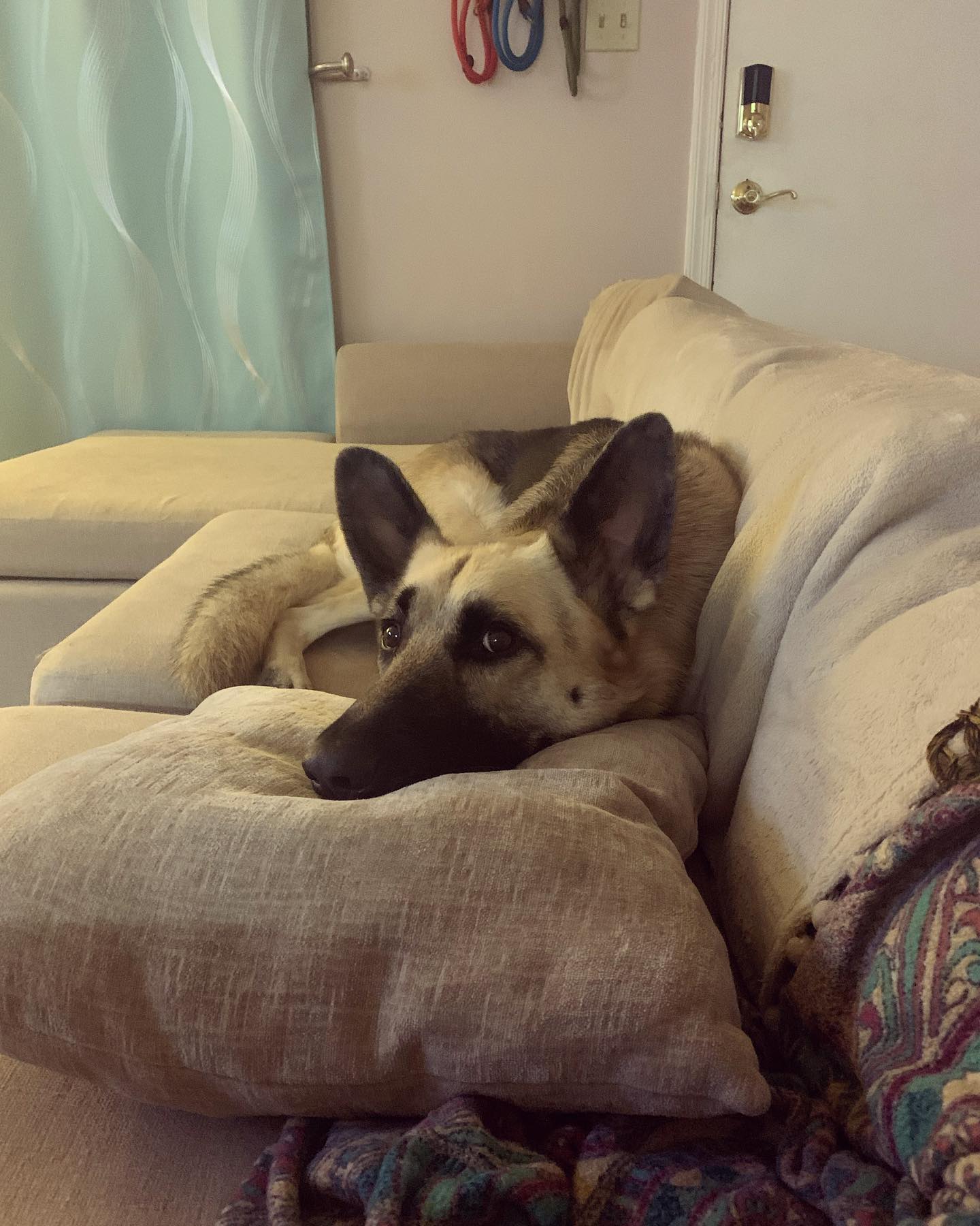 Aug 1, 2021: Loki being Mom’s best bud while she was sick at home from work 🤒⁣ ⁣ #germanshepherd #gsd #gsdofinstagram #gsdofig #gsdoftheworld #dogsofinstagram #dogsofinsta #dogsof...