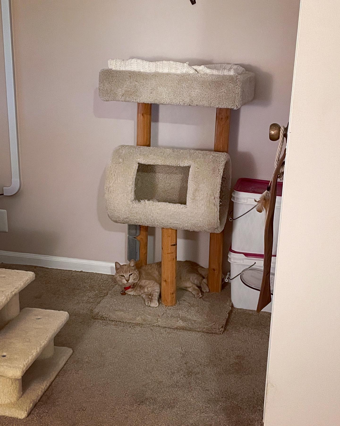Sep 9, 2021: Rajah slowly taking over Raspberry’s domain 🤔 ⁣ ⁣ #tabby #tabbycat #orangetabby #orangecat #orangecatsofinstagram #tabbycatsofinstagram #catsofinstagram #catsofinsta...