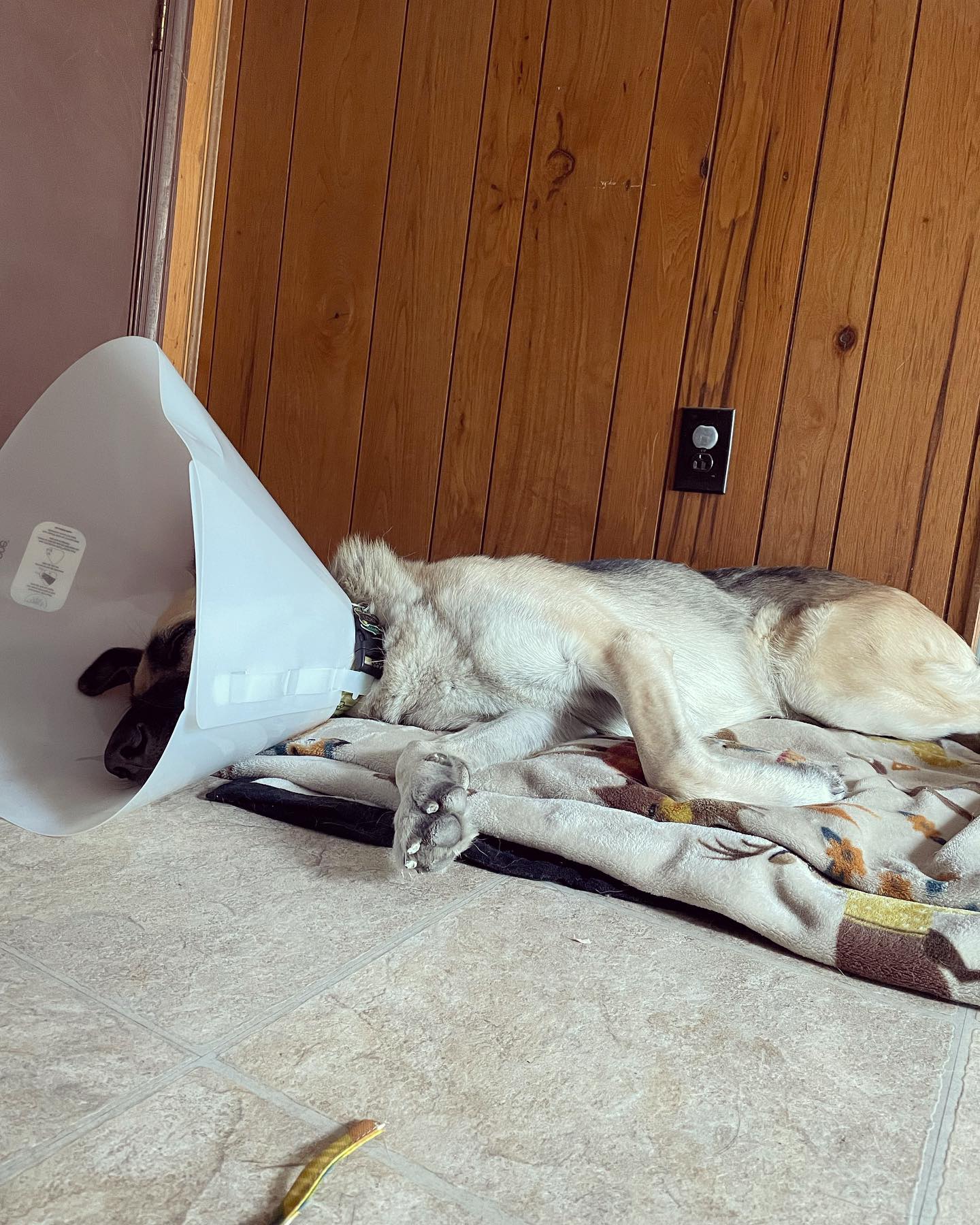 Sep 28 & 29, 2021: More cone pictures of my little cone head after his neuter 😷 ⁣ ⁣ #germanshepherd #gsd #gsdoftheworld #gsdofinstagram #germanshepherdofinstagram #dogsofinstagram...