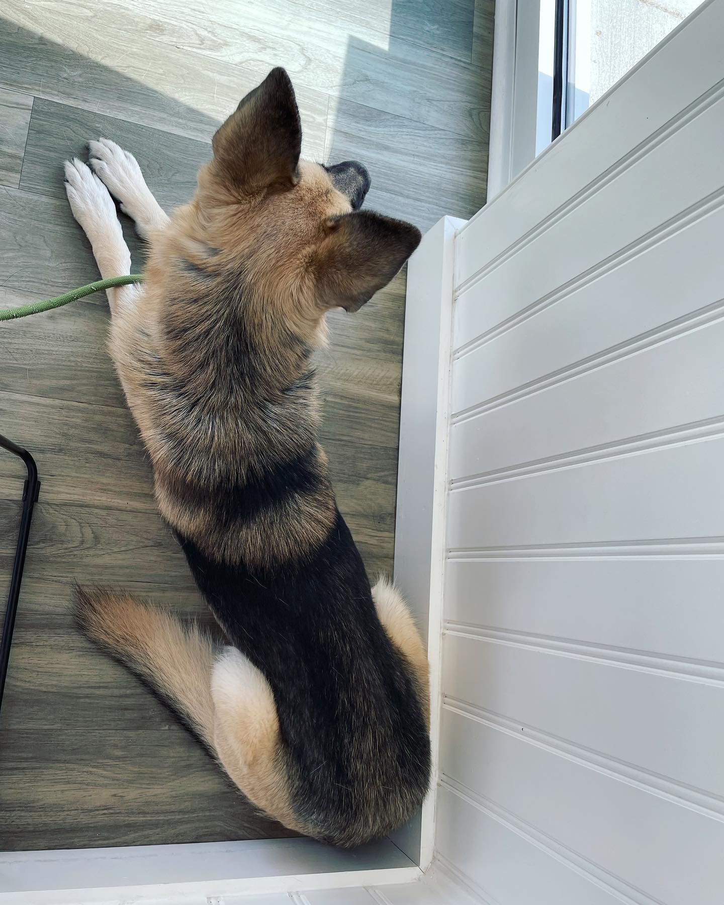 Oct 15, 2021: Vet time 🩺⁣ ⁣ #germanshepherd #gsd #gsdoftheworld #germanshepherdofinstagram #gsdofinstagram #dogsofinstagram #dogsofinsta #dogsofig #dogstagram #vet #dogsatvet