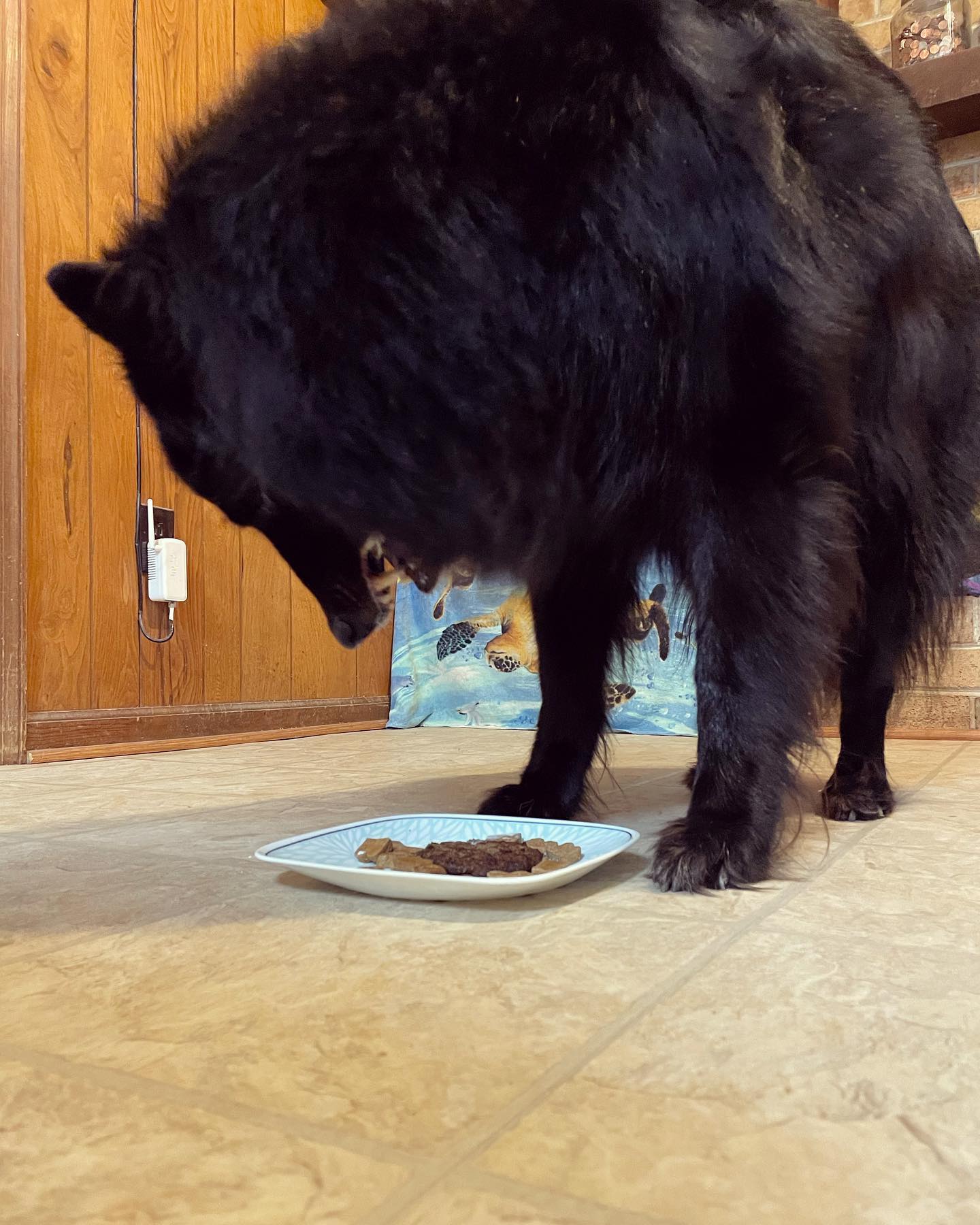 October 20, 2021: Happy 4th birthday, Loki! ⁣ 🥳 🎉 🎂 🎁⁣ ⁣ #germanshepherd #gsd #gsdoftheworld #germanshepherdsofinstagram #groenendael #belgiansheperd #dogsofinstagram #dogsofinsta...