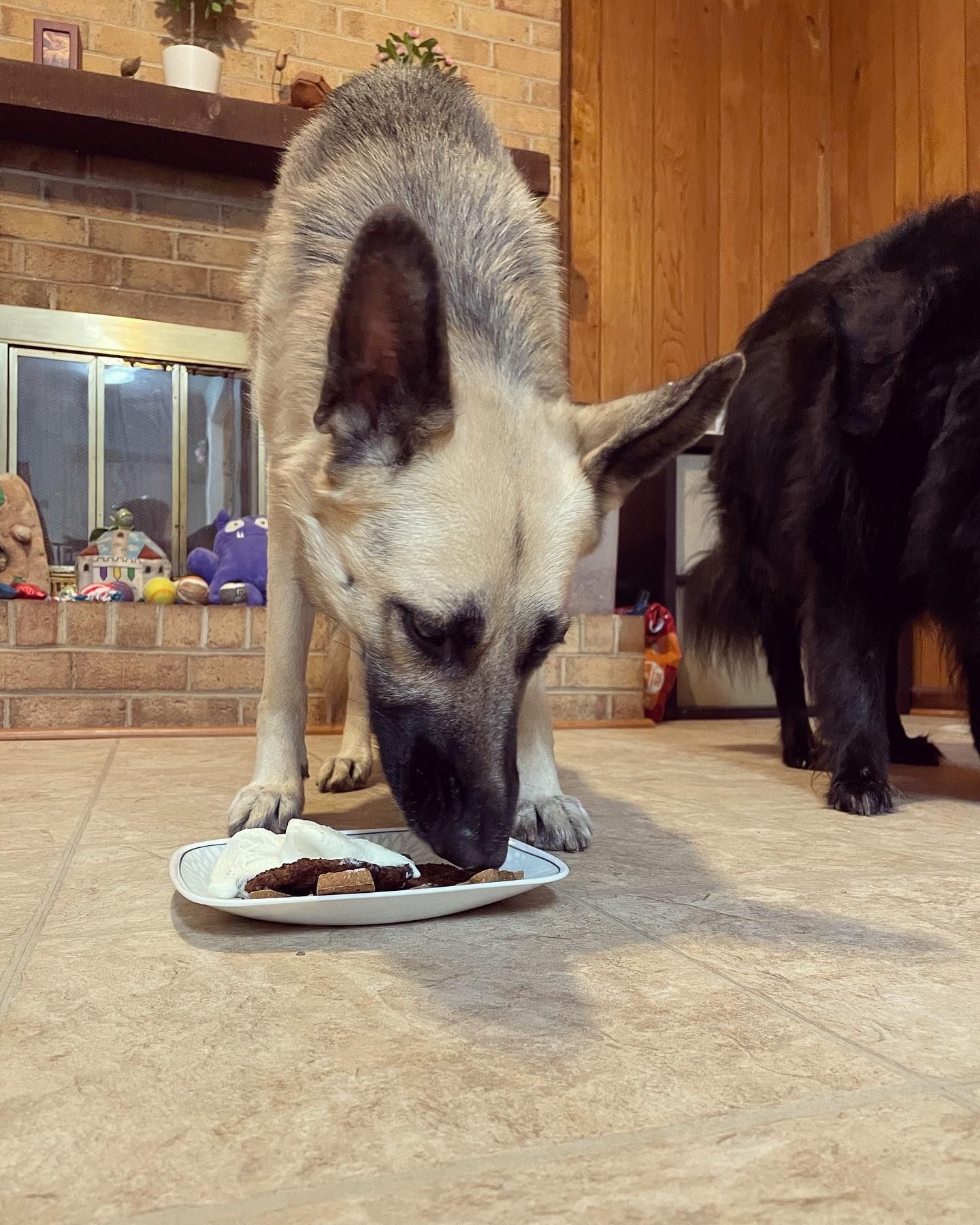 October 20, 2021: Happy 4th birthday, Loki! ⁣ 🥳 🎉 🎂 🎁⁣ ⁣ #germanshepherd #gsd #gsdoftheworld #germanshepherdsofinstagram #groenendael #belgiansheperd #dogsofinstagram #dogsofinsta...