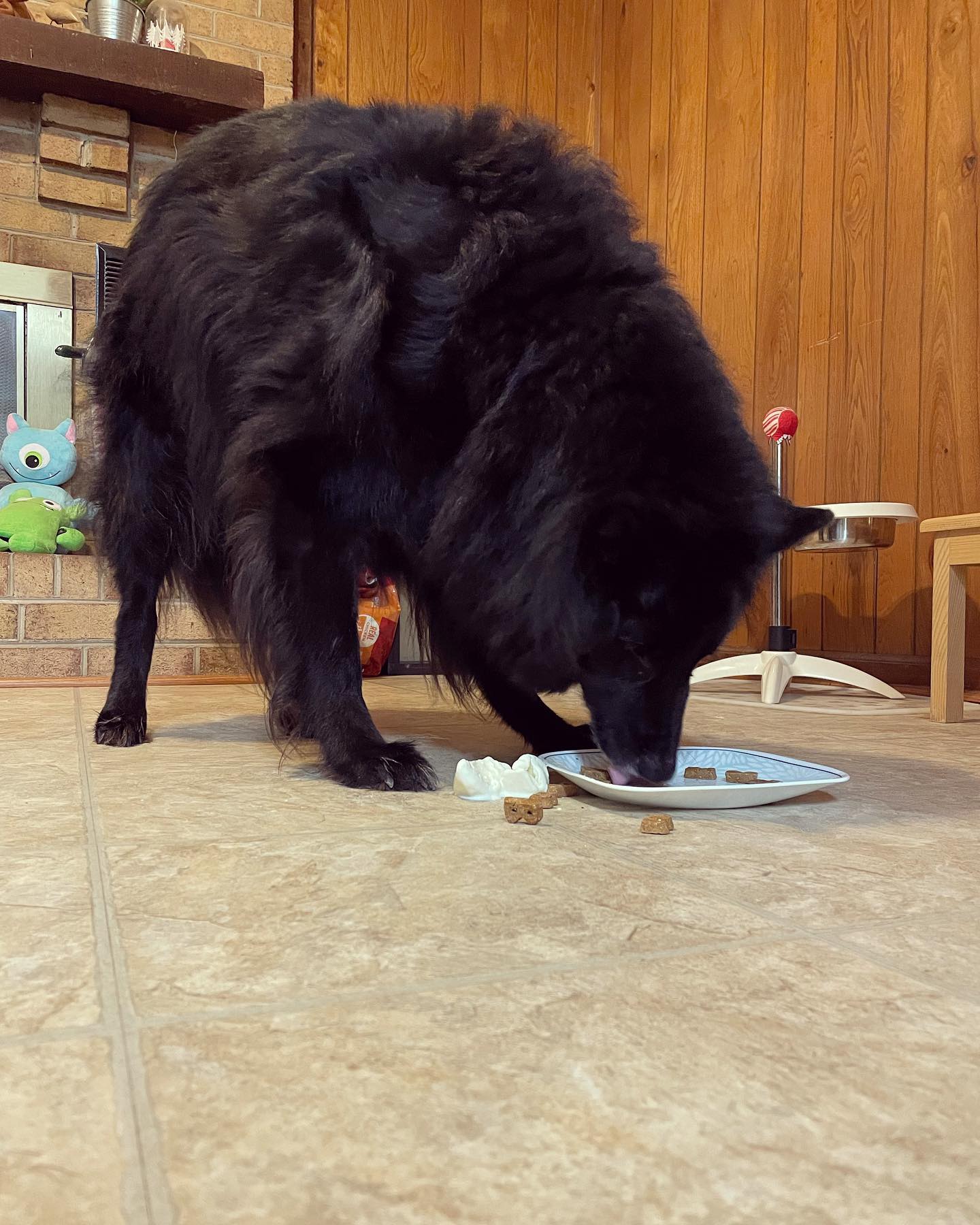 October 20, 2021: Happy 4th birthday, Loki! ⁣ 🥳 🎉 🎂 🎁⁣ ⁣ #germanshepherd #gsd #gsdoftheworld #germanshepherdsofinstagram #groenendael #belgiansheperd #dogsofinstagram #dogsofinsta...