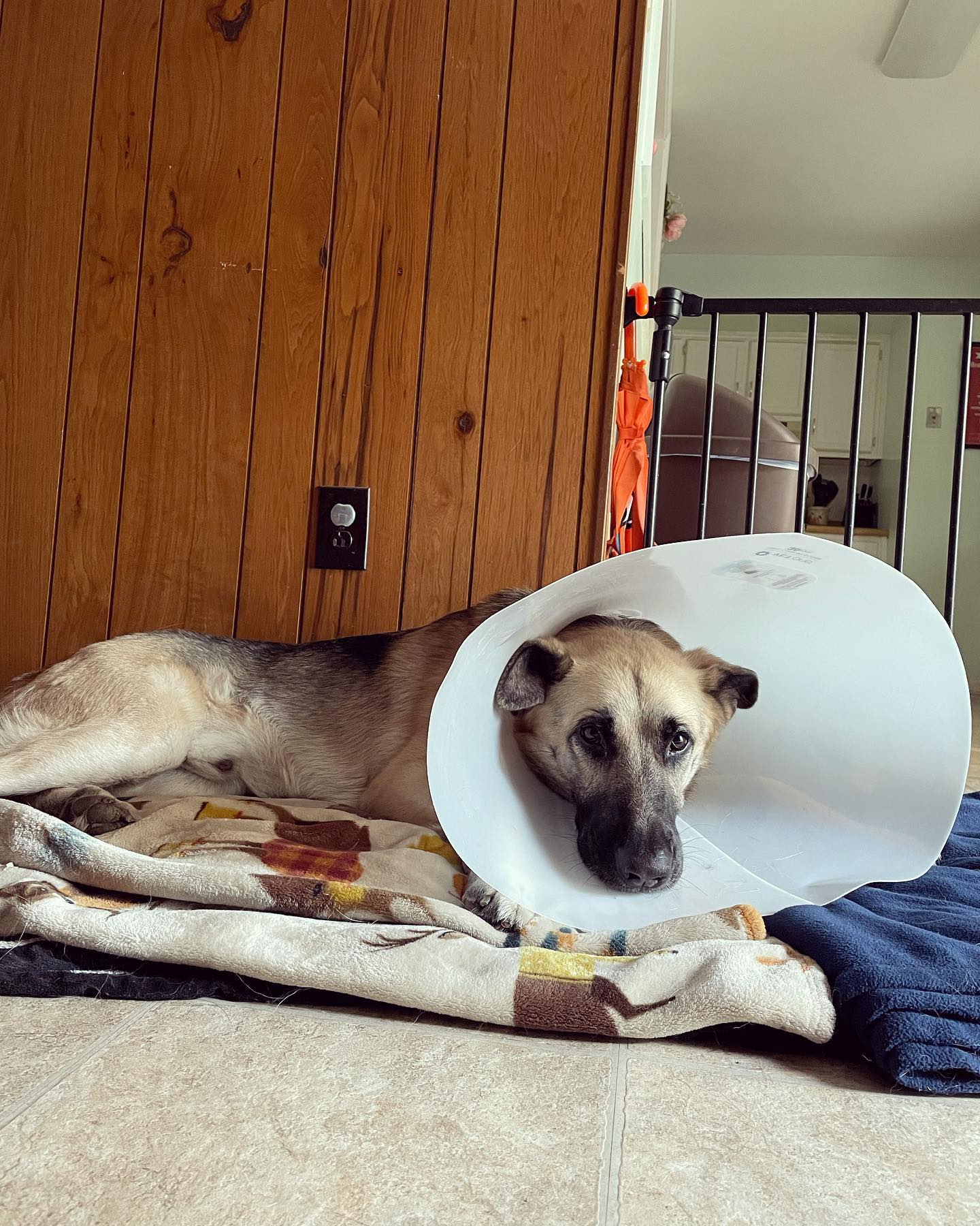 Sep 28 & 29, 2021: More cone pictures of my little cone head after his neuter 😷 ⁣ ⁣ #germanshepherd #gsd #gsdoftheworld #gsdofinstagram #germanshepherdofinstagram #dogsofinstagram...
