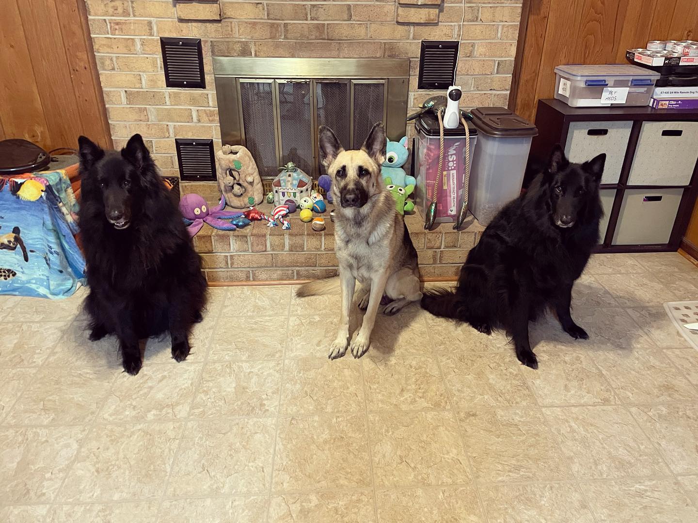 October 20, 2021: Happy 4th birthday, Loki! ⁣ 🥳 🎉 🎂 🎁⁣ ⁣ #germanshepherd #gsd #gsdoftheworld #gsdofinstagram #germanshepherdsofinstagram #groenendael #belgiansheperd #dogsofinstag...