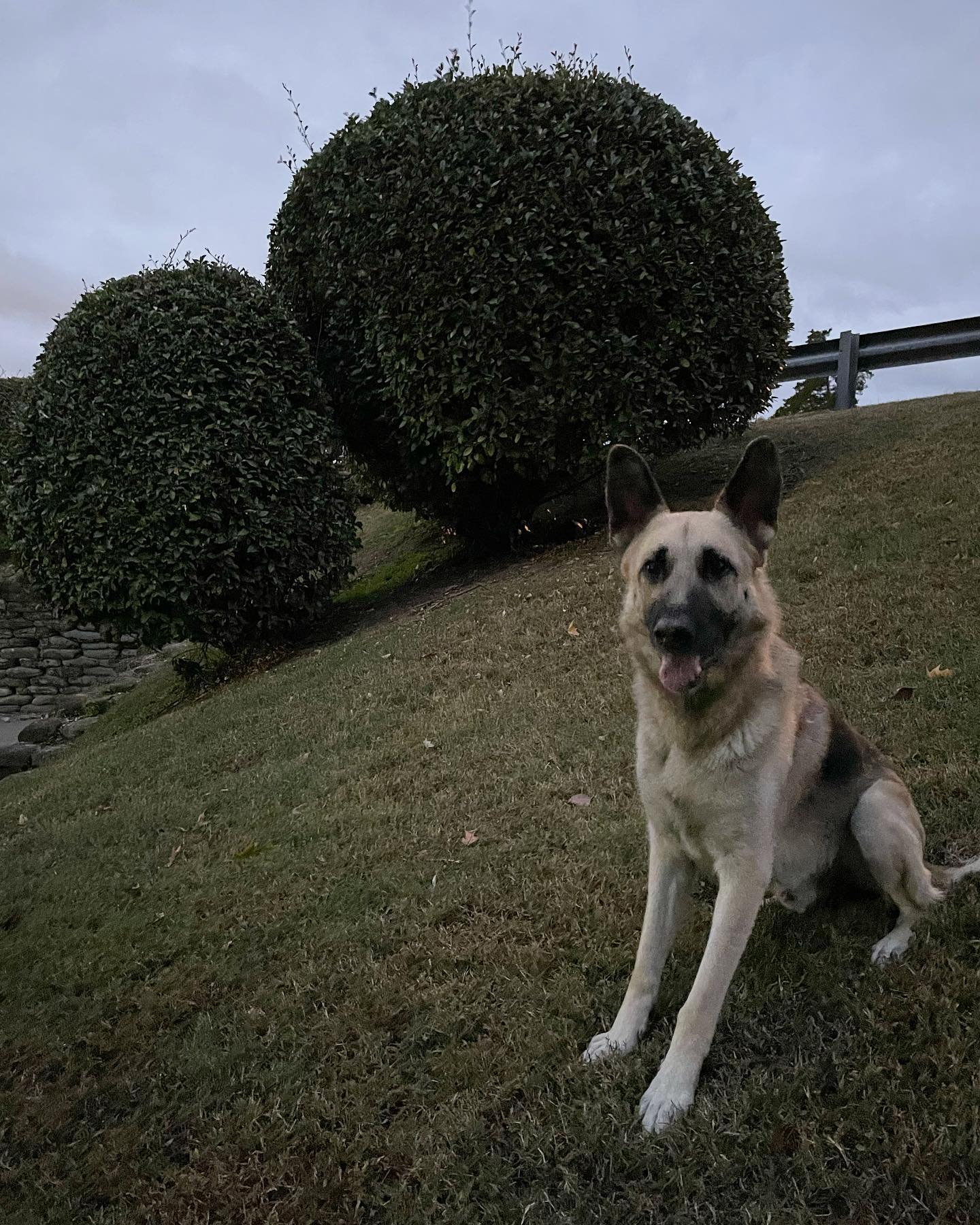 Nov 7, 2021: Loki 💚 ⁣⁣⁣ ⁣⁣⁣ #germanshepherd #gsd #gsdoftheworld #gsdofinstagram #germanshepherdsofinstagram #germanshepherdofig #dogsofinstagram #dogsofinsta #dogsofig #dogstagram...