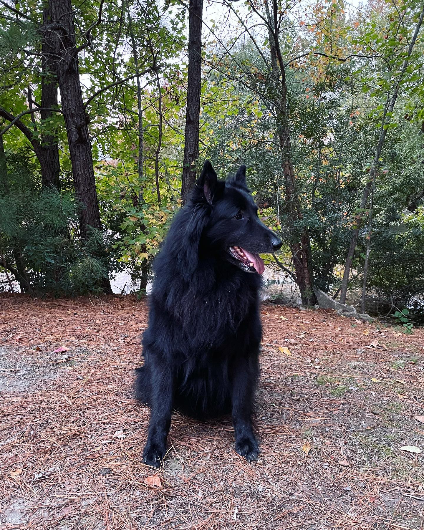 Nov 7, 2021: Sirius ❤️ ⁣⁣ ⁣⁣ #groenendael #groenendaellovers #belgianshepherdgroenendael #belgianshepherd #dogsofinstagram #dogsofinsta #dogsofig #dogstagram #dogwalking #dogwalks