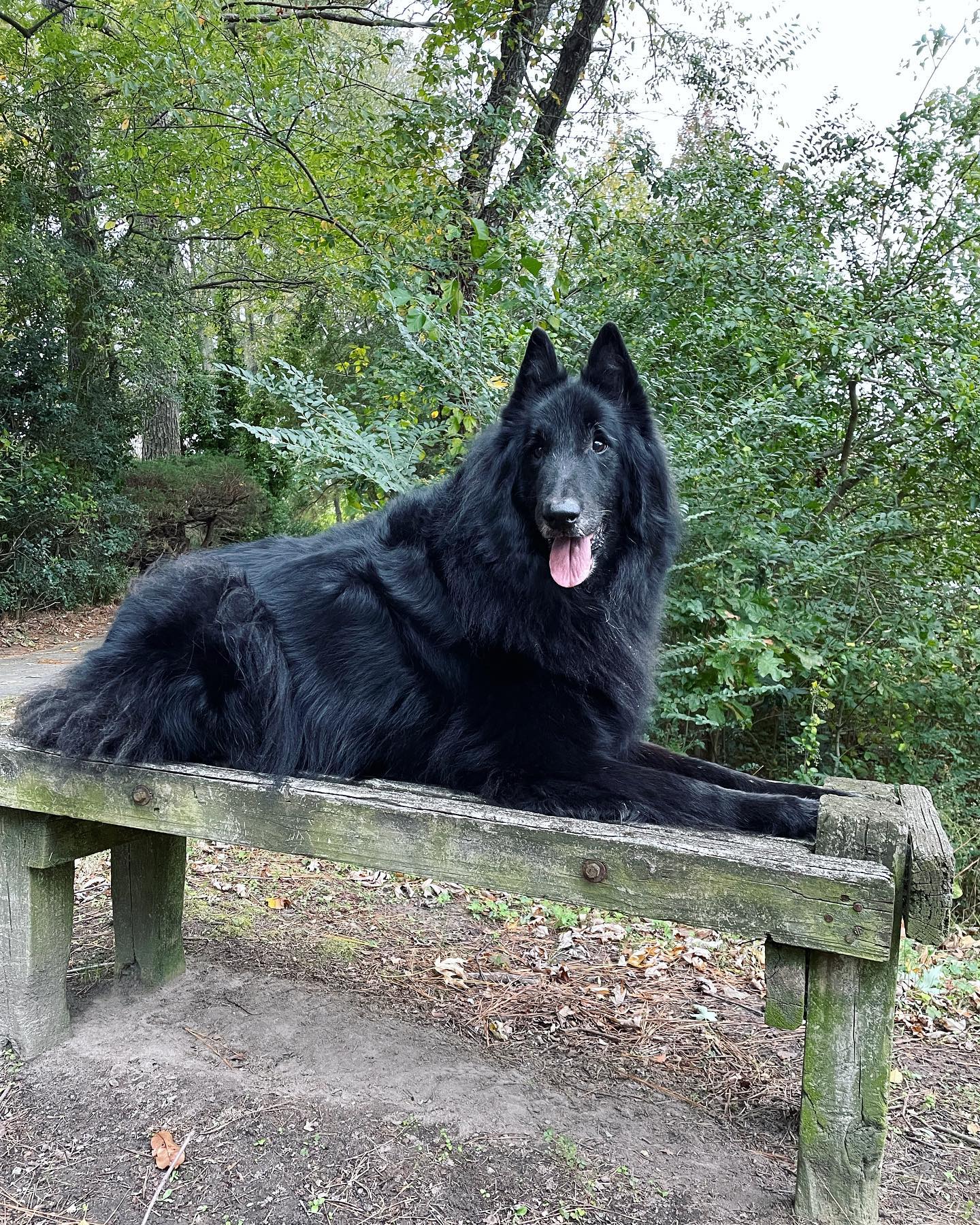 Nov 7, 2021: Remus 💙 ⁣ ⁣ #groenendael #groenendaellovers #belgianshepherdgroenendael #belgianshepherd #dogsofinstagram #dogsofinsta #dogsofig #dogstagram #dogwalking #dogwalks