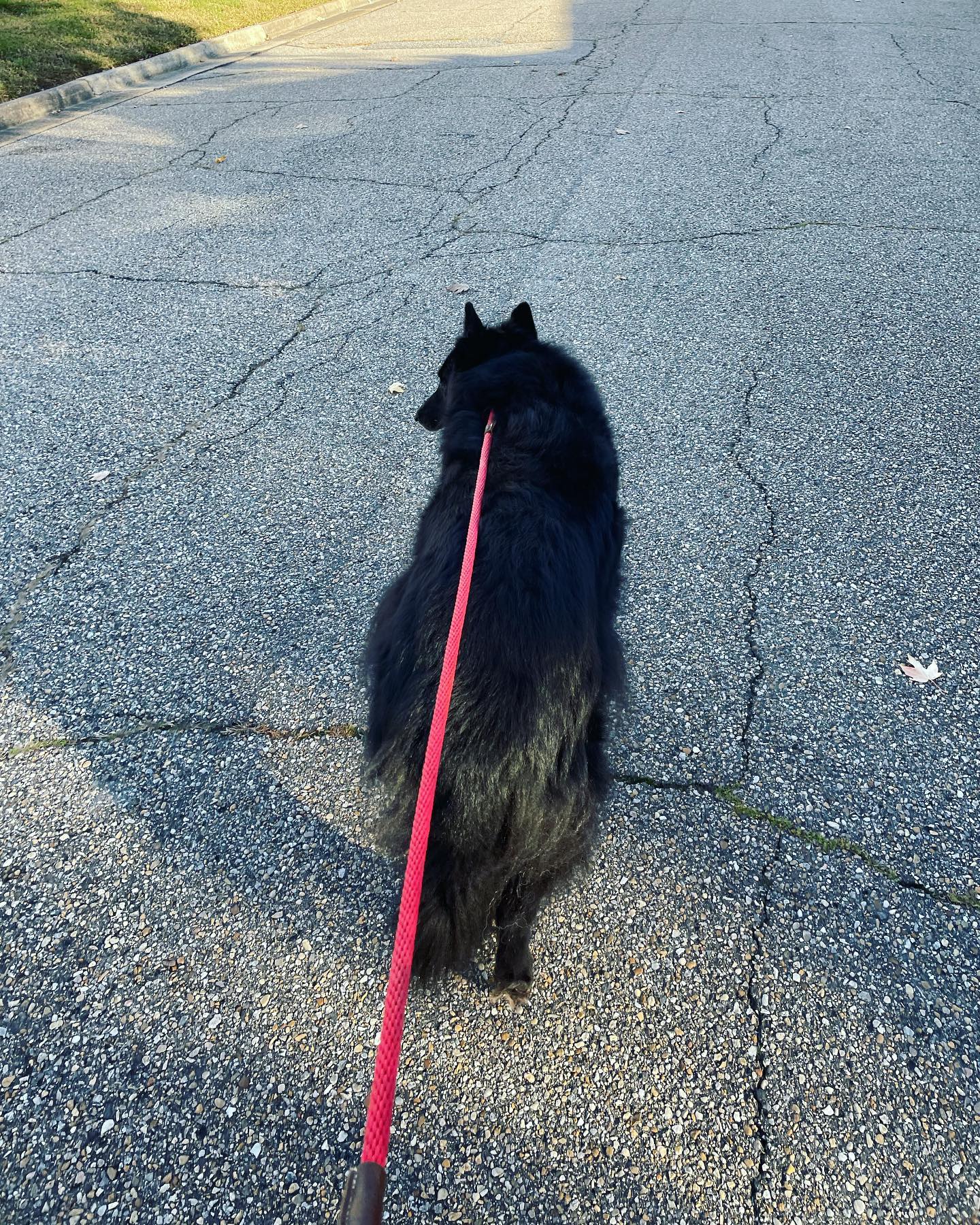 Nov 12, 2021: When all the dogs have different colored leashes, but Mom is too lazy to switch them out between walks 😂 ⁣ Sirius = red ❤️⁣ Remus = blue 💙⁣ Loki = green 💚 ⁣ ⁣ #germa...