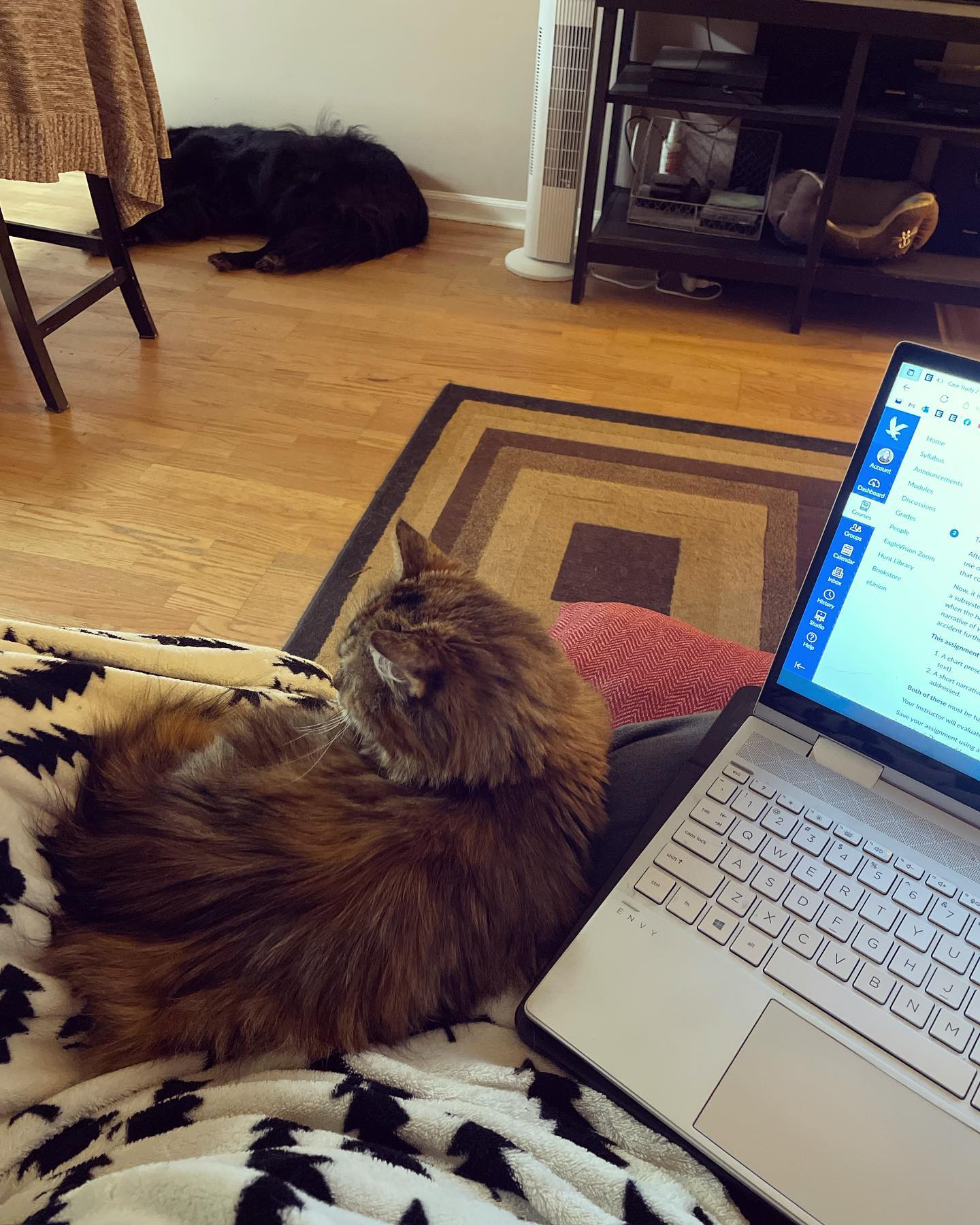 Nov 14, 2021: I know she’s only on my lap to steal my body warmth, and not because she loves me 😿😿😿⁣ But I’m sure she does anyways lol ⁣ ⁣ #mainecoon (mix 😽) #mainecooncat #mainec...