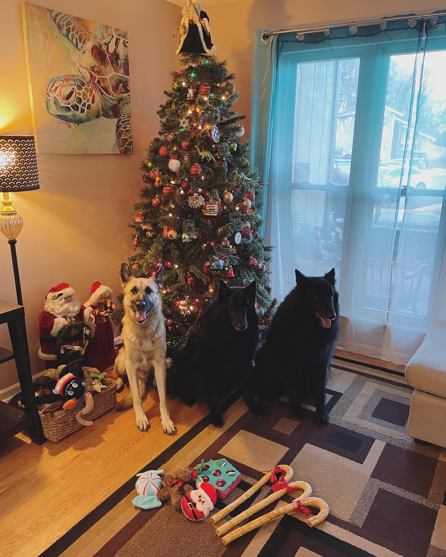 Dec 25, 2021: Merry Christmas from the Dirty Hell Hounds clan! 🎄🎁⁣⁣ ⁣ #germanshepherd #gsd #groenendael #belgianshepherd #gssofinstagram #belgianshepherdgroenendael #dogsofinstagr...