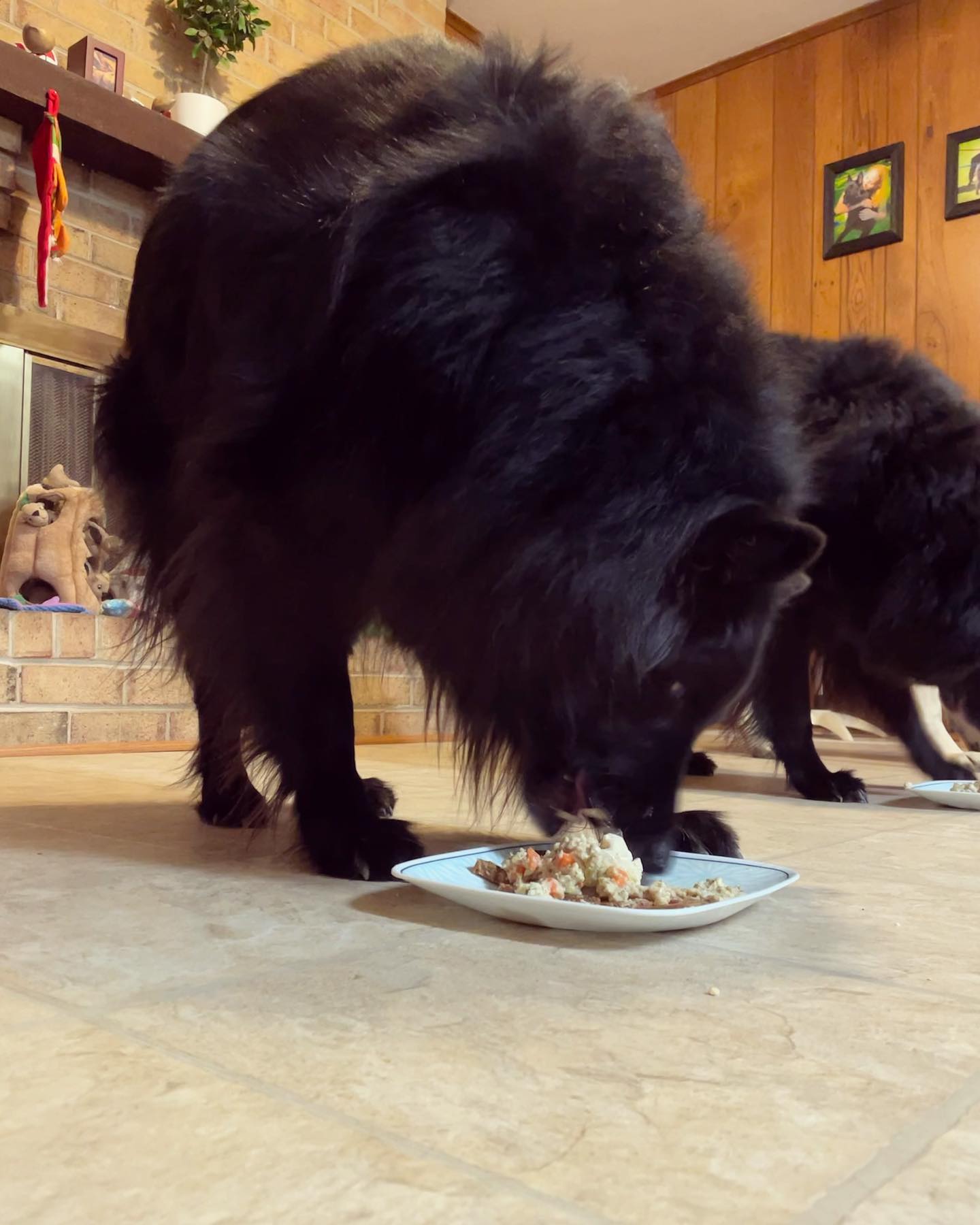 Dec 23, 2021: Sirius and Remus’ 8th birthday 🥳 🎂⁣ ⁣ #groenendael #belgianshepherd #belgianshepherdgroenendael #belgianshepherdsofinstagram #groenendaelsofinstagram #dogsofinstagra...