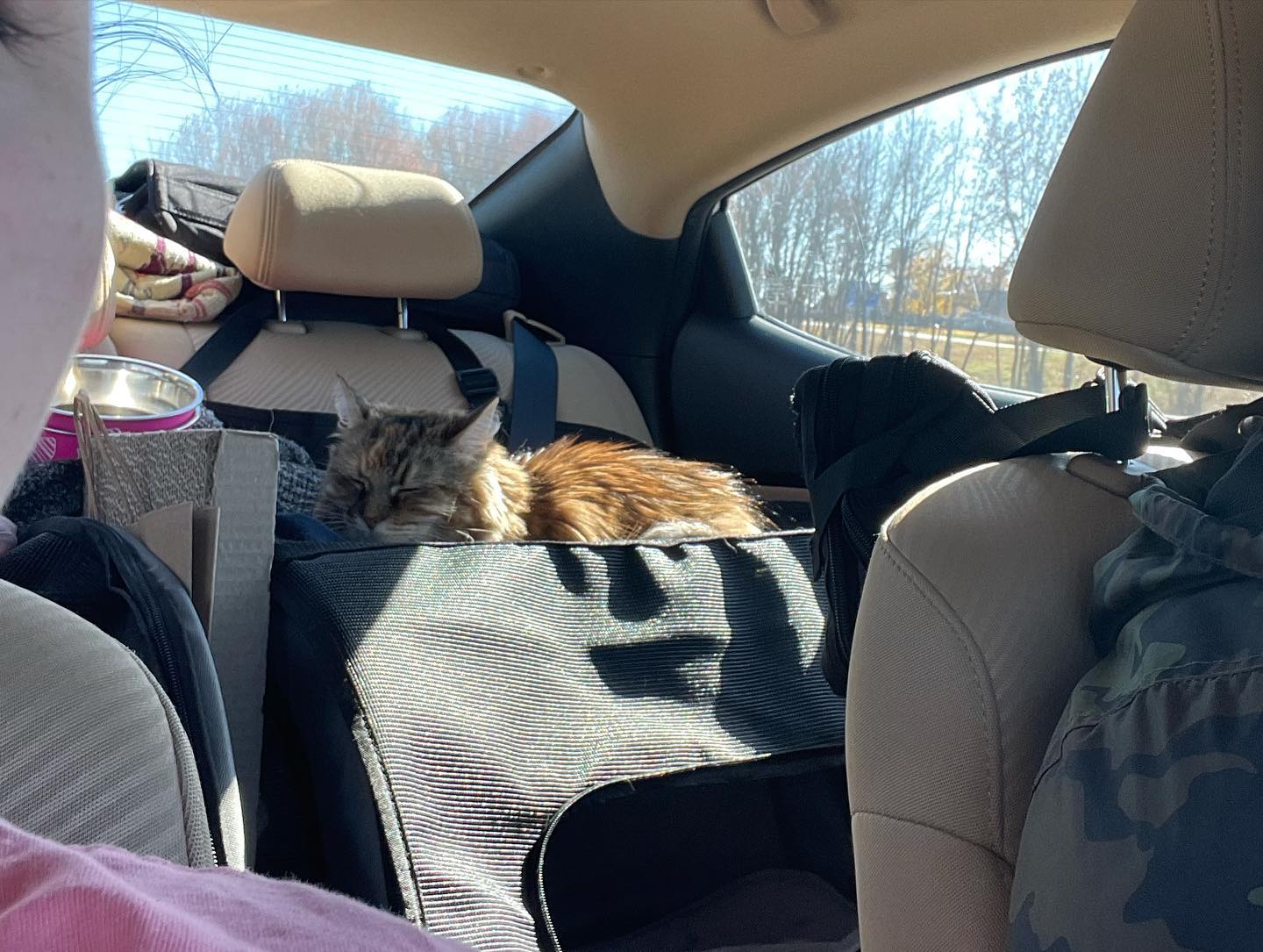Dec 4-8, 2021: Gypsy and Rajah enduring a cross-country road trip from Virginia to Southern California ⁣ ⁣ #catsofinstagram #catsofig #catstagram #catsofinsta #orangetabby #orange...