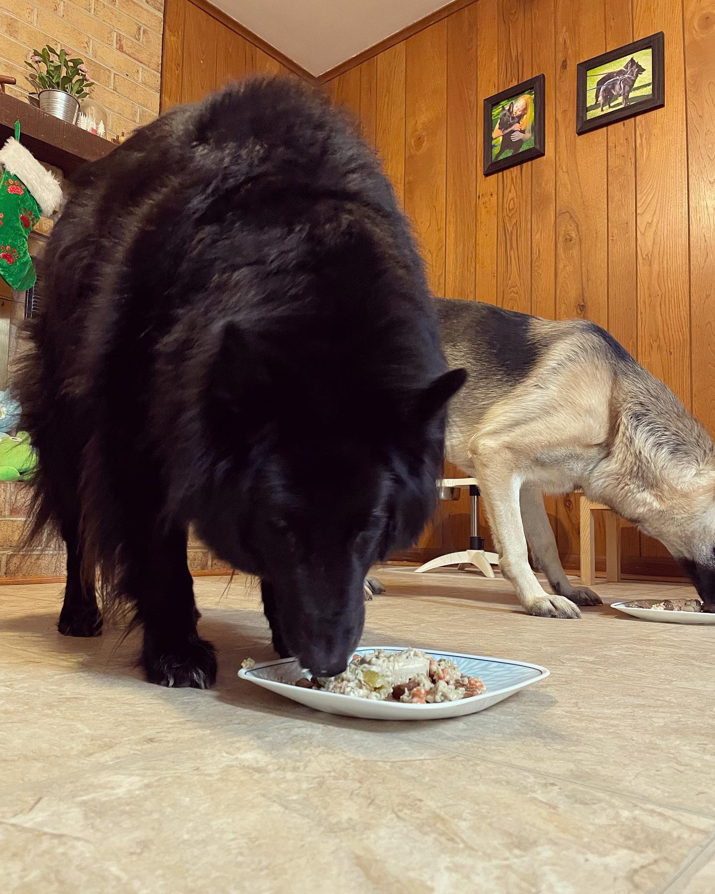 Dec 23, 2021: Sirius and Remus’ 8th birthday 🥳 🎂⁣ ⁣ #groenendael #belgianshepherd #belgianshepherdgroenendael #belgianshepherdsofinstagram #groenendaelsofinstagram #dogsofinstagra...