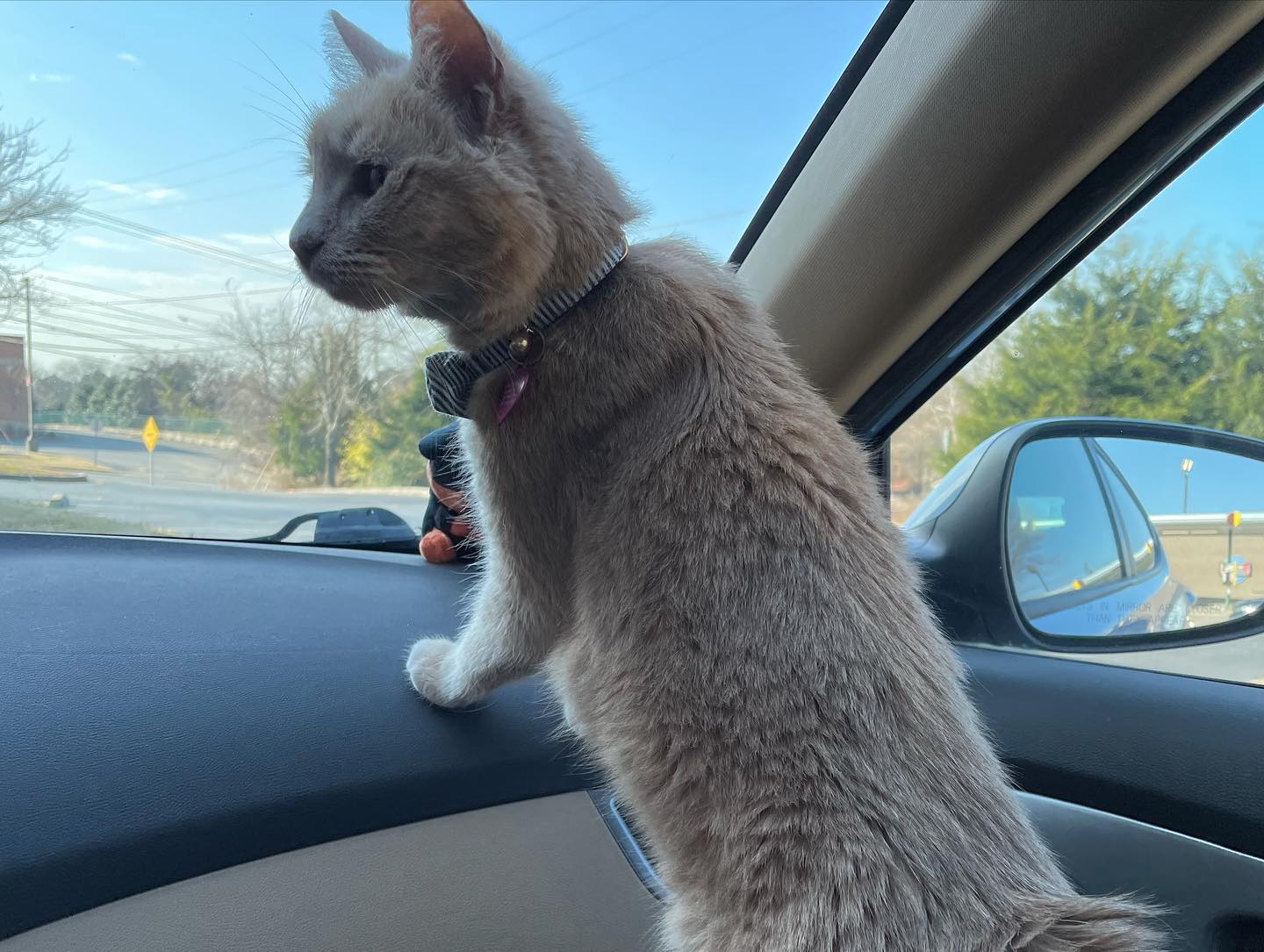 Dec 4-8, 2021: Gypsy and Rajah enduring a cross-country road trip from Virginia to Southern California ⁣ ⁣ #catsofinstagram #catsofig #catstagram #catsofinsta #orangetabby #orange...