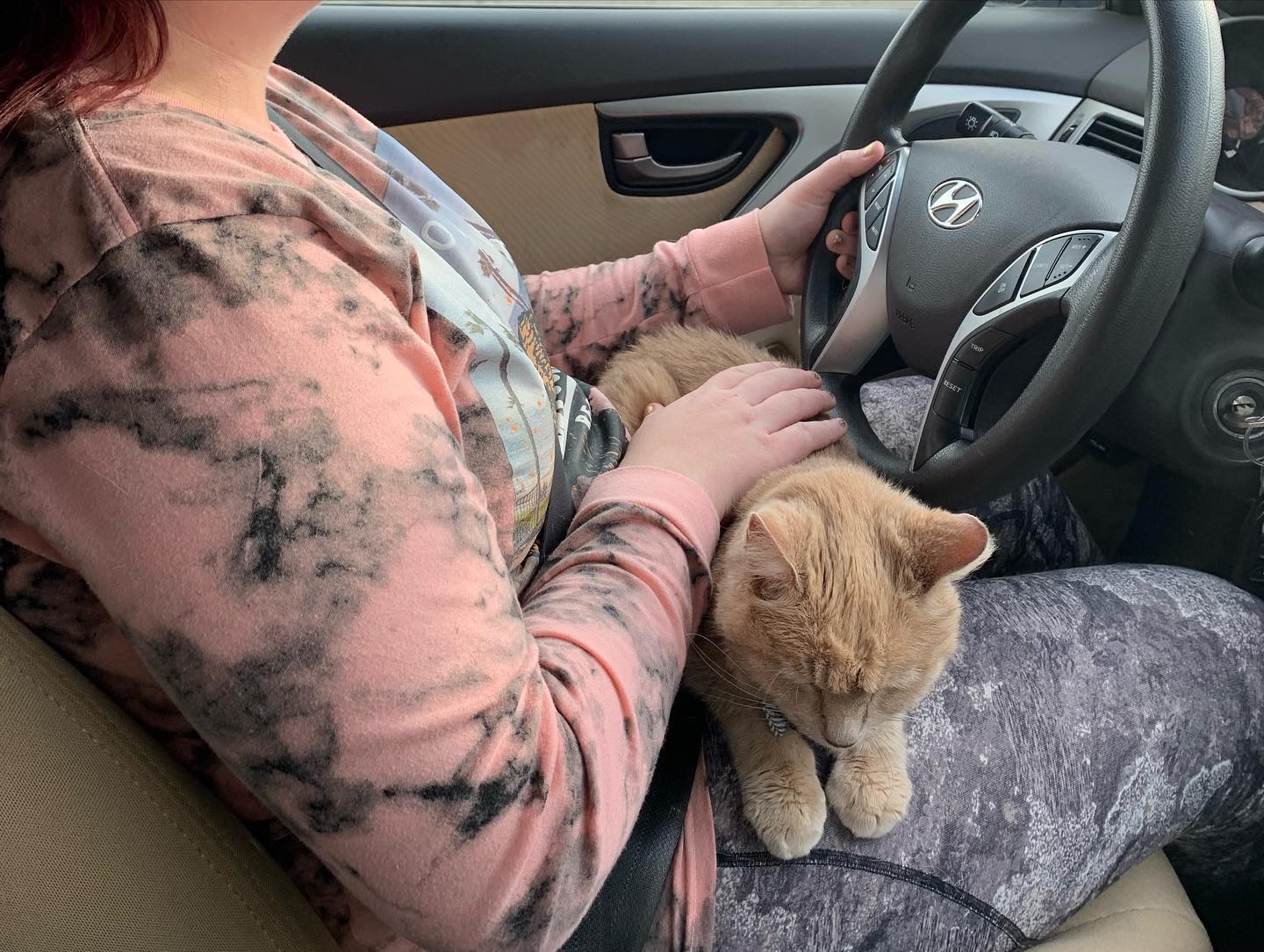 Dec 4-8, 2021: Gypsy and Rajah enduring a cross-country road trip from Virginia to Southern California ⁣ ⁣ #catsofinstagram #catsofig #catstagram #catsofinsta #orangetabby #orange...