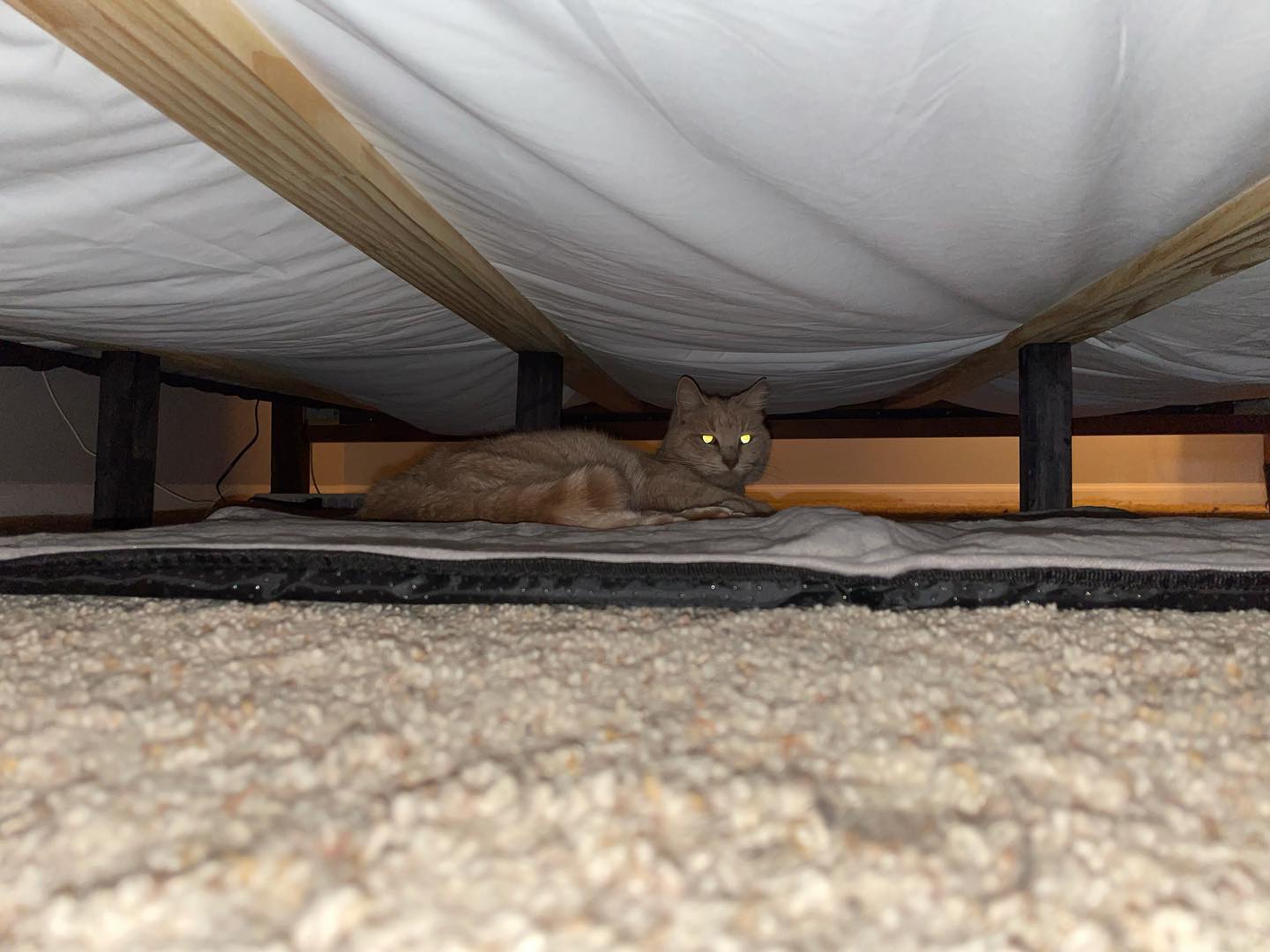 Nov 14, 2021: Rajah’s new heat mat ⁣ ⁣ #orangetabby #orangetabbycat #tabbycat #orangetabbycatsofinstagram #tabbycatsofinstagram #catsofinstagram #catsofig #catstagram #catsofinsta...