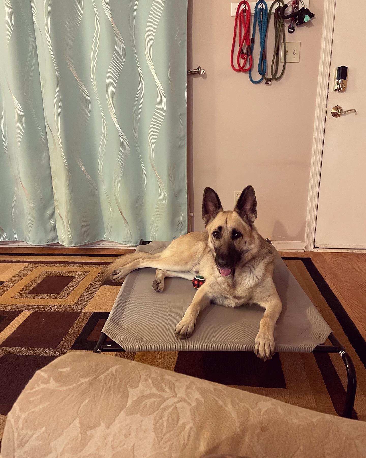 Dec 29, 2021: Loki- Uhhhh Mom? Where’d the couch go? ⁣ #moving ⁣ ⁣ #germanshepherd #gsd #gsdlove #gsdlove #gsdofinstagram #germanshepherdsofinstagram #dogsofinstagram #dogsofinsta...