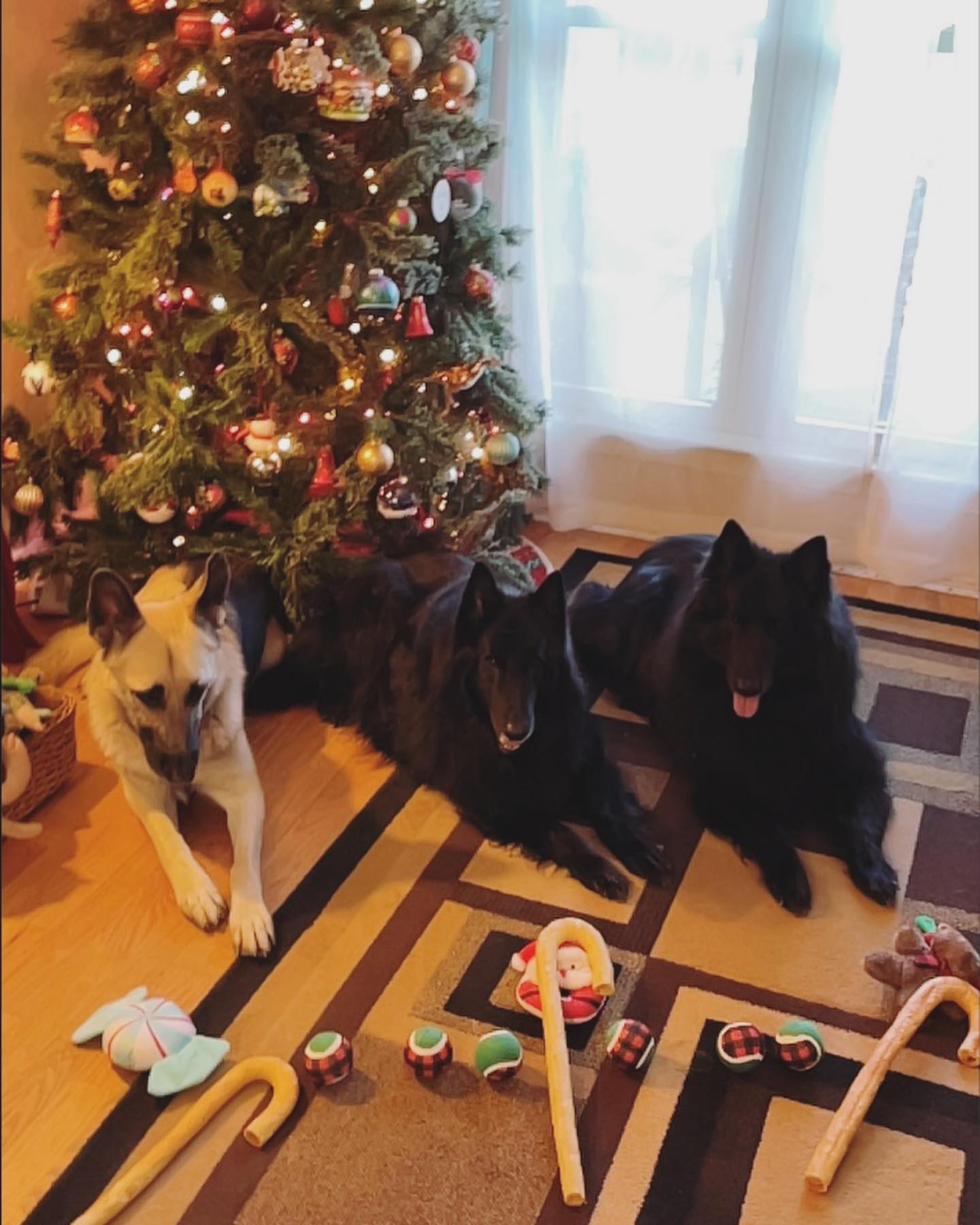 Dec 25, 2021: Merry Christmas from the Dirty Hell Hounds clan! 🎄🎁⁣⁣ ⁣ #germanshepherd #gsd #groenendael #belgianshepherd #gssofinstagram #belgianshepherdgroenendael #dogsofinstagr...