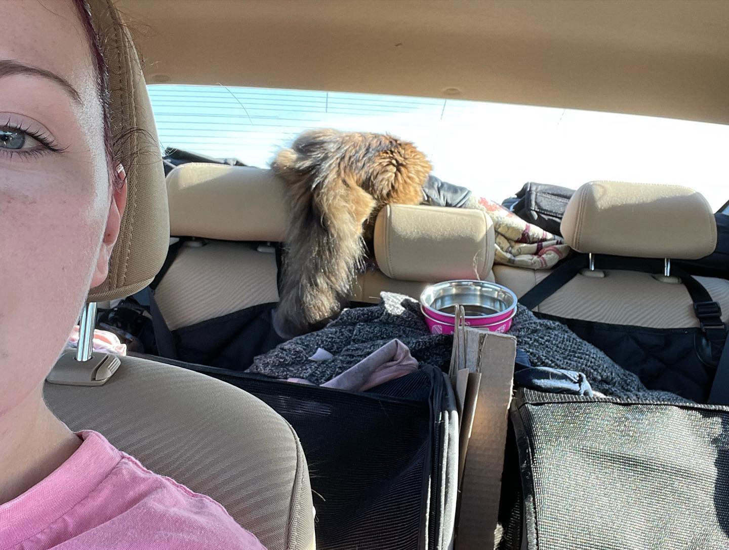 Dec 4-8, 2021: Gypsy and Rajah enduring a cross-country road trip from Virginia to Southern California ⁣ ⁣ #catsofinstagram #catsofig #catstagram #catsofinsta #orangetabby #orange...