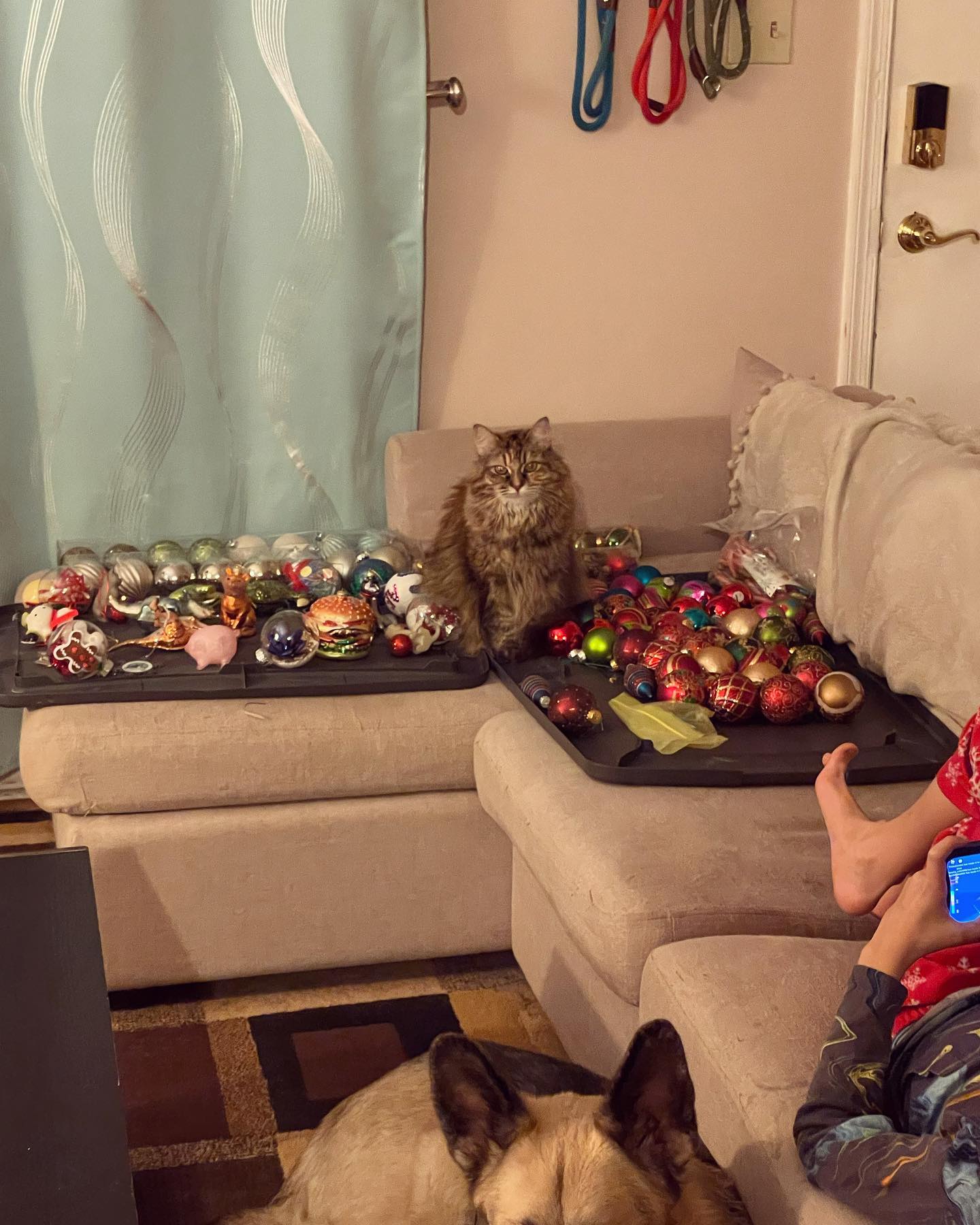 Nov 27, 2021: Getting into the Christmas spirit 🎄 ⁣ We are a family that waits until the day after Thanksgiving 😂 ⁣ ⁣ #mainecoon (mix 😻) #mainecooncat #mainecoonsofinstagram #cats...