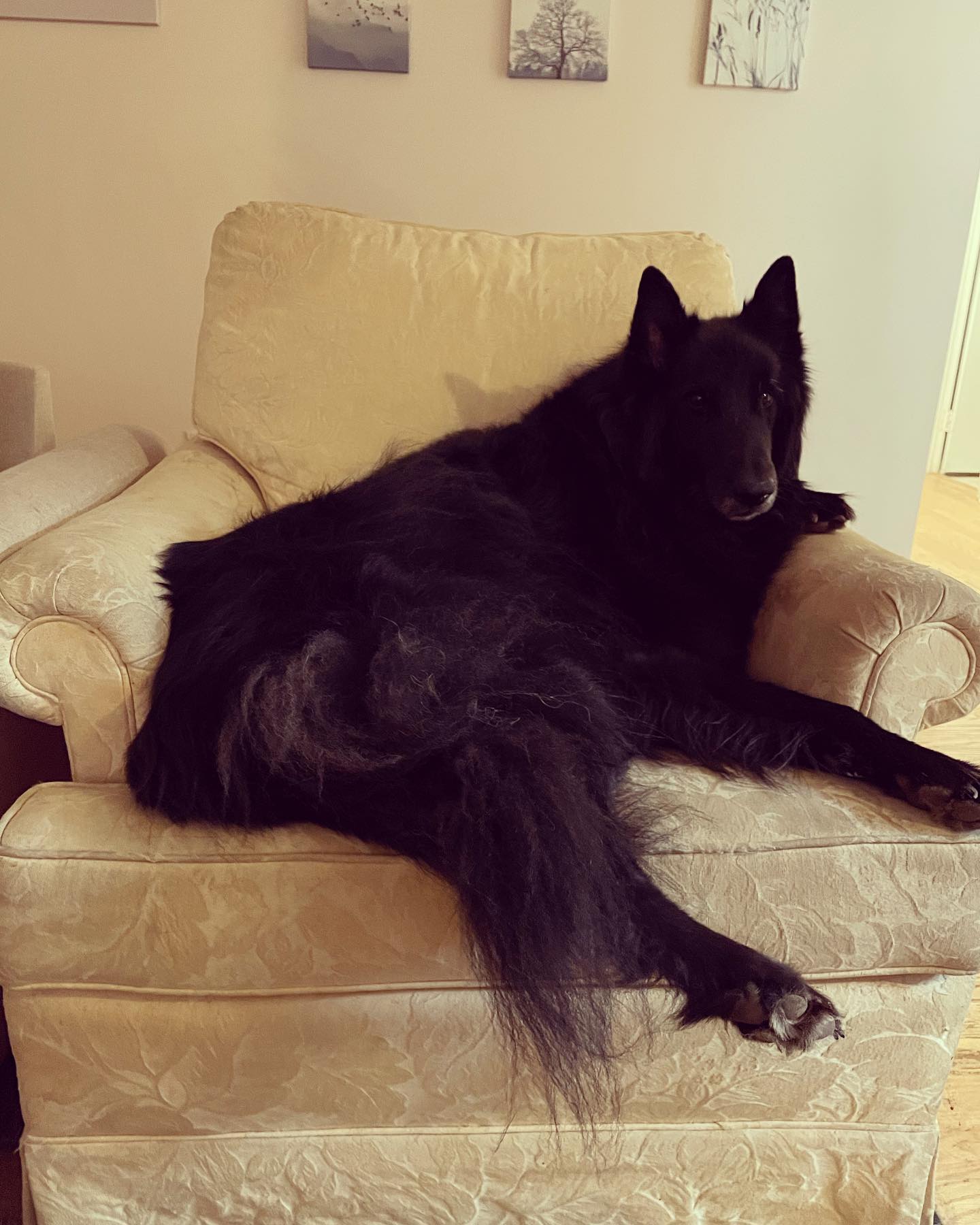 Dec 28, 2021: Remus, a gentleman and a scholar 🧐 ⁣ ⁣ #groenendael #belgianshepherd #belgianshepherdgroenendael #belgianshepherdsofinstagram #groenendaelsofinstagram #dogsofinstagr...