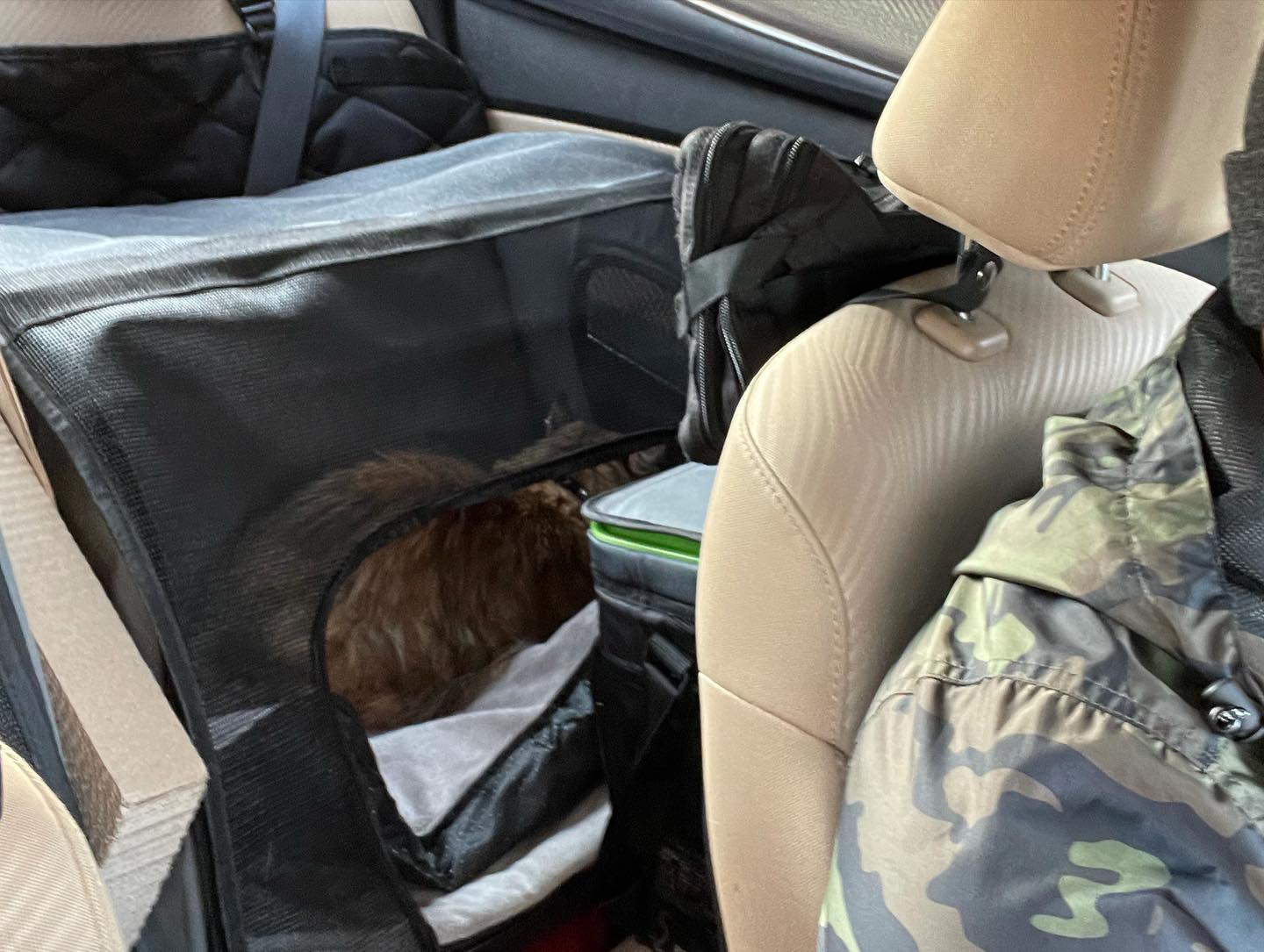 Dec 4-8, 2021: Gypsy and Rajah enduring a cross-country road trip from Virginia to Southern California ⁣ ⁣ #catsofinstagram #catsofig #catstagram #catsofinsta #orangetabby #orange...