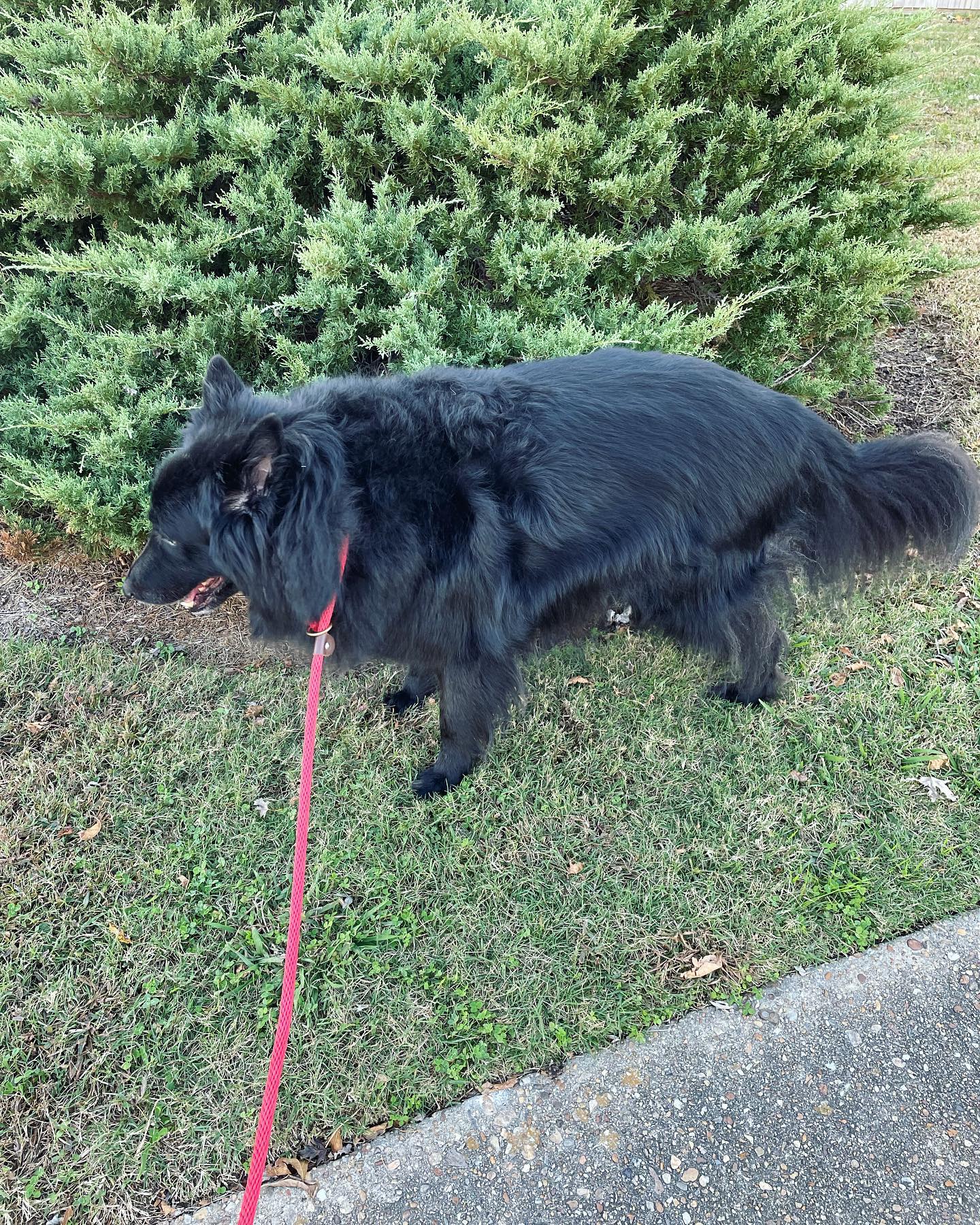 Nov 12, 2021: When all the dogs have different colored leashes, but Mom is too lazy to switch them out between walks 😂 ⁣ Sirius = red ❤️⁣ Remus = blue 💙⁣ Loki = green 💚 ⁣ ⁣ #germa...