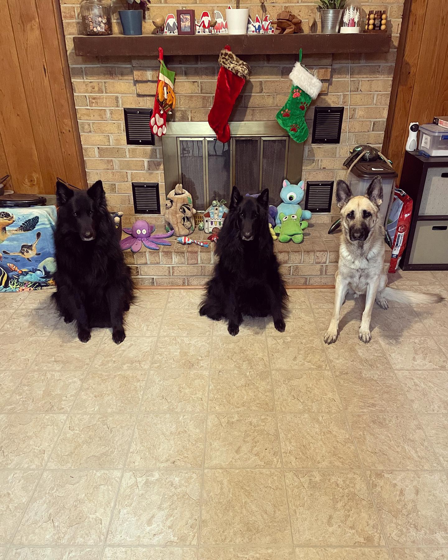 Dec 23, 2021: Sirius and Remus’ 8th birthday 🥳 🎂⁣ ⁣ #groenendael #belgianshepherd #belgianshepherdgroenendael #belgianshepherdsofinstagram #groenendaelsofinstagram #dogsofinstagra...